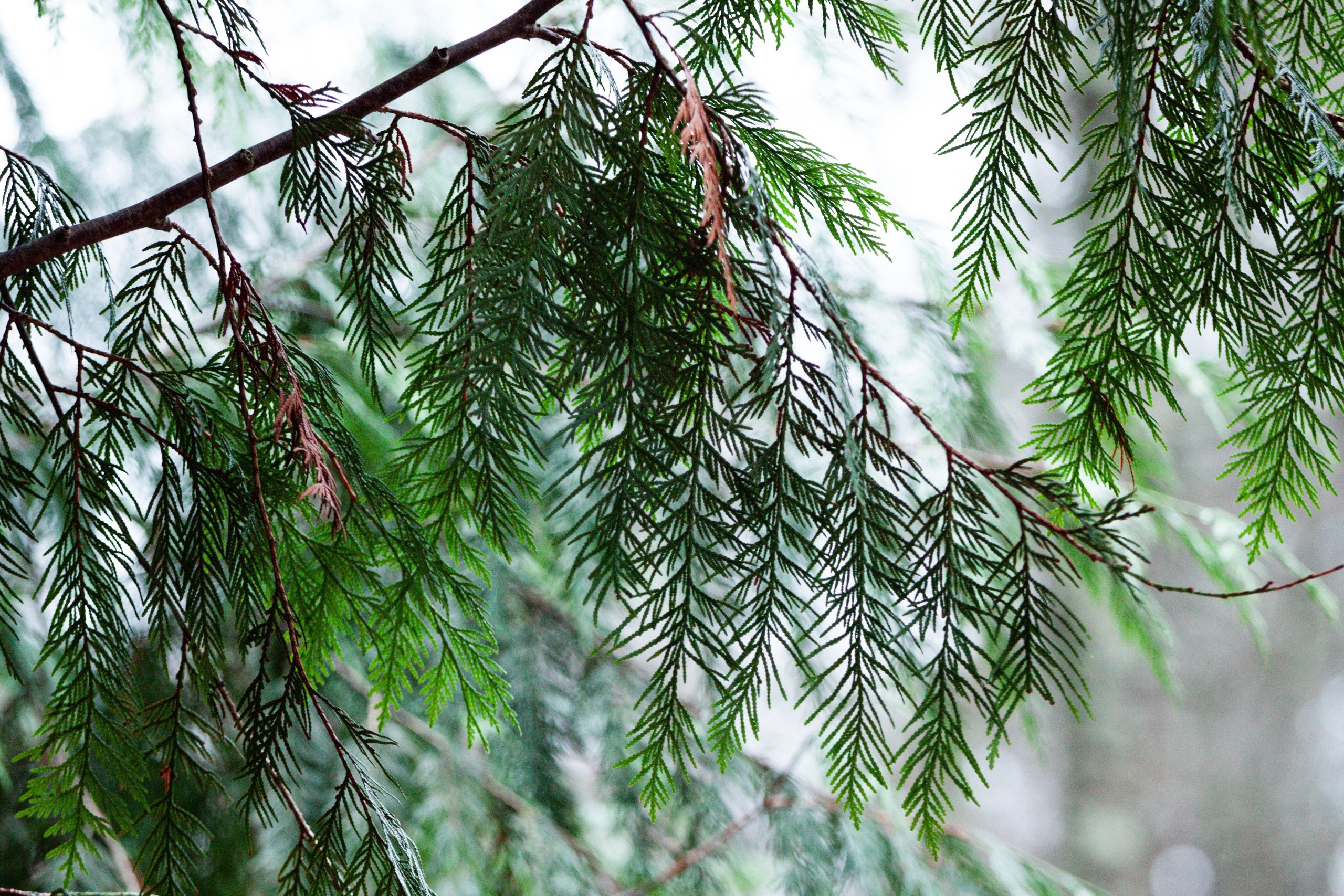 Ноябрь Роща. Дария Галямова — фотограф: открытый, творческий, коммерческий