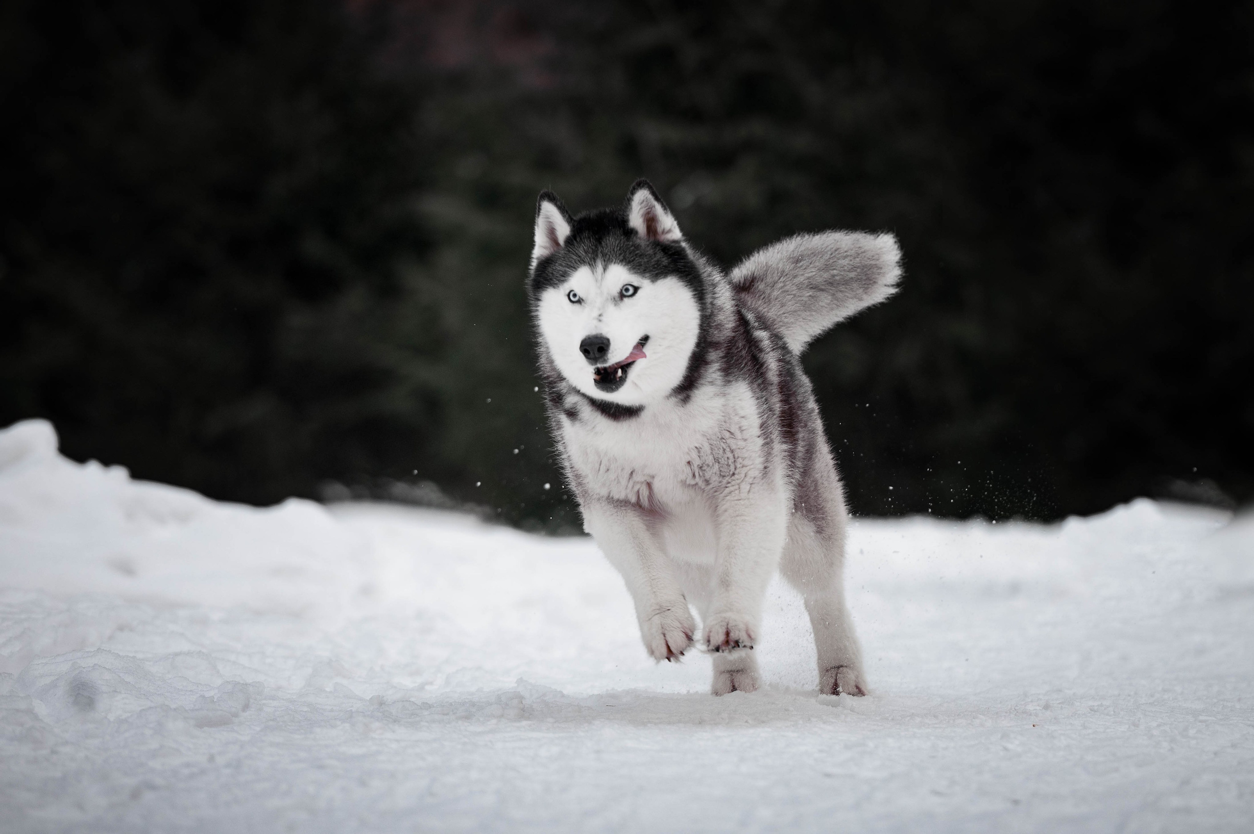 Шанель. Фотограф-анималист