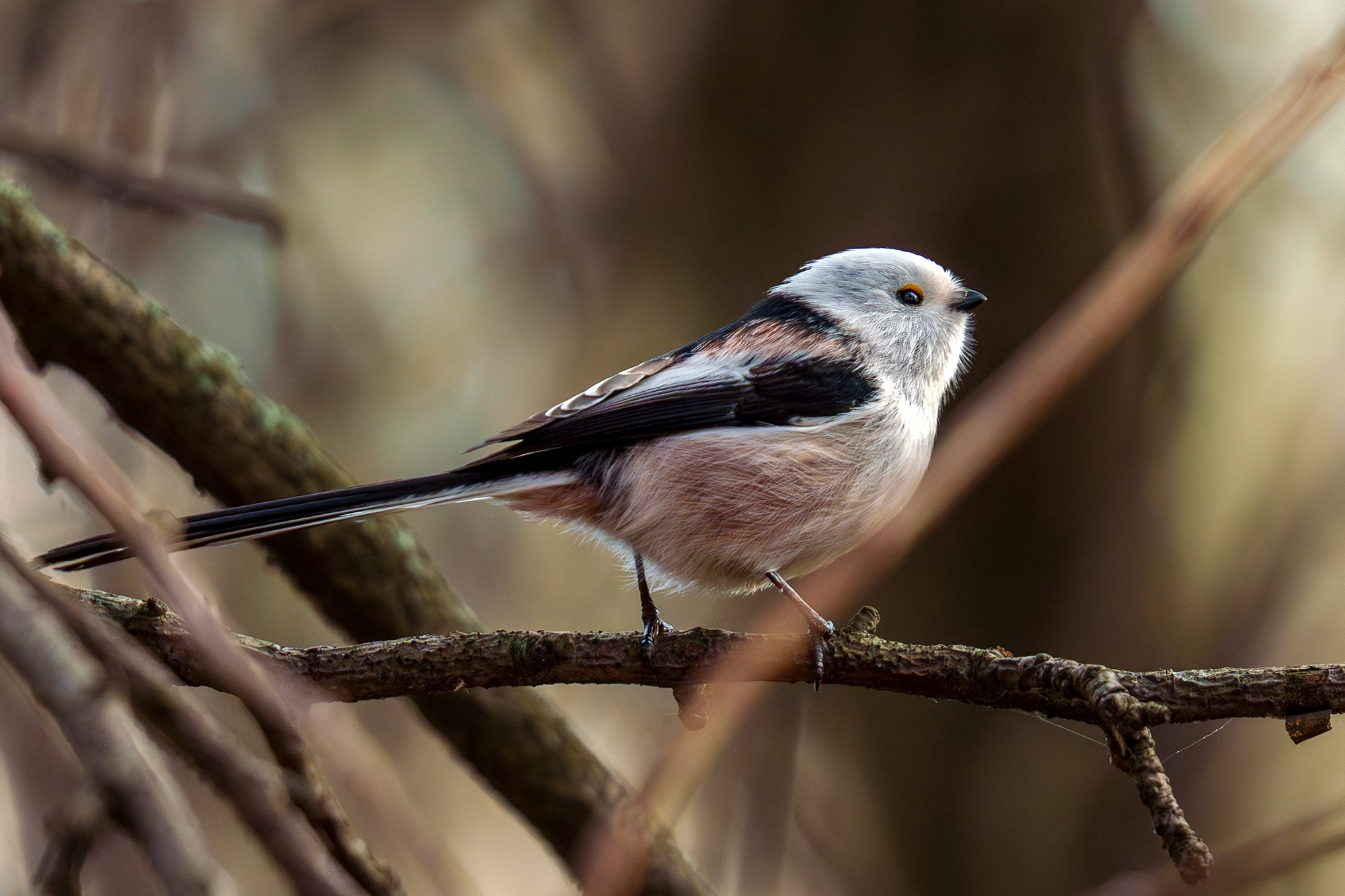 Удивительные мир птиц. Вокруг нас столько прекрасного — присмотритесь!. Ваш личный фотограф Марина Волкова