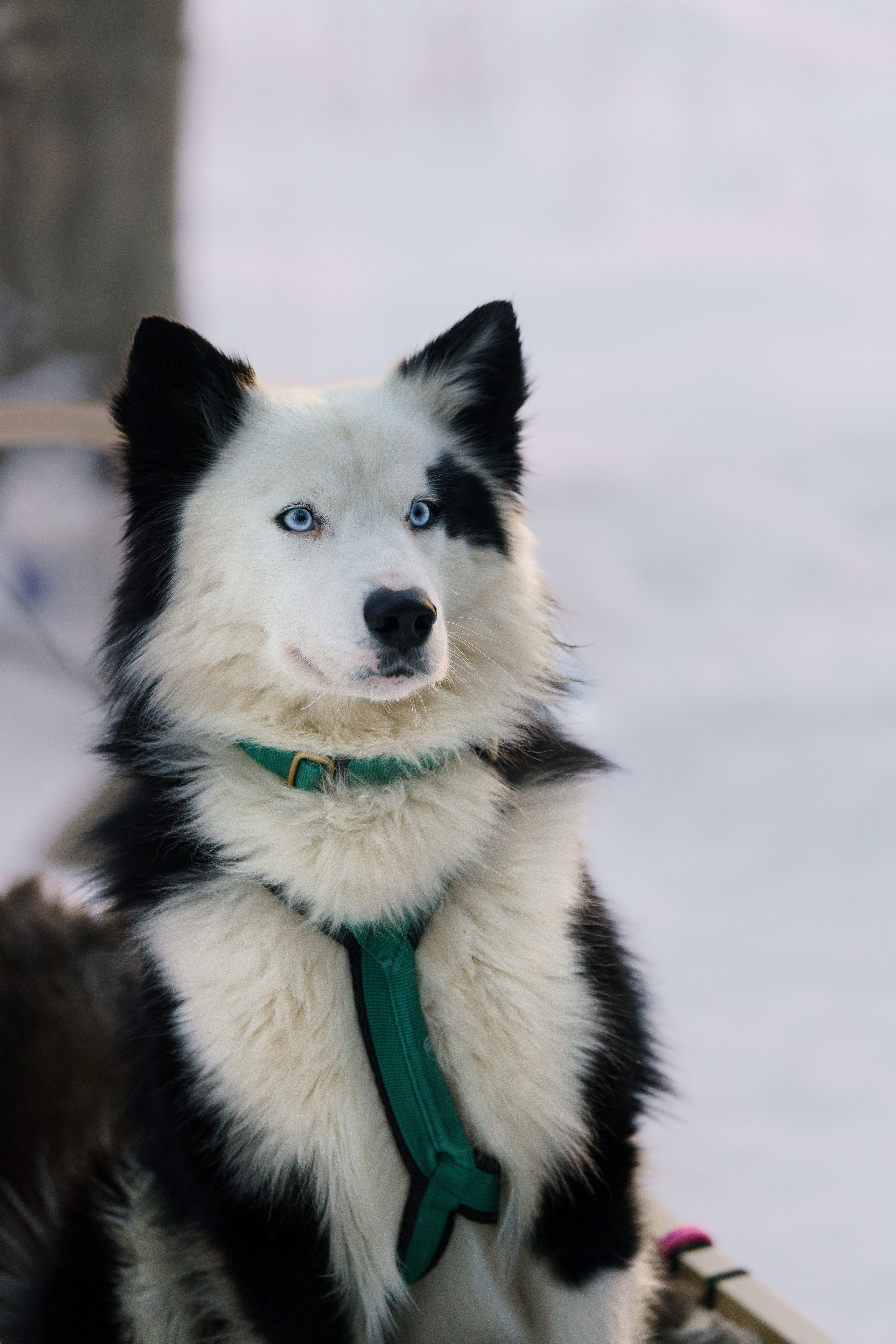 Катания на упряжке. Фотограф-анималист в Санкт-Петербурге