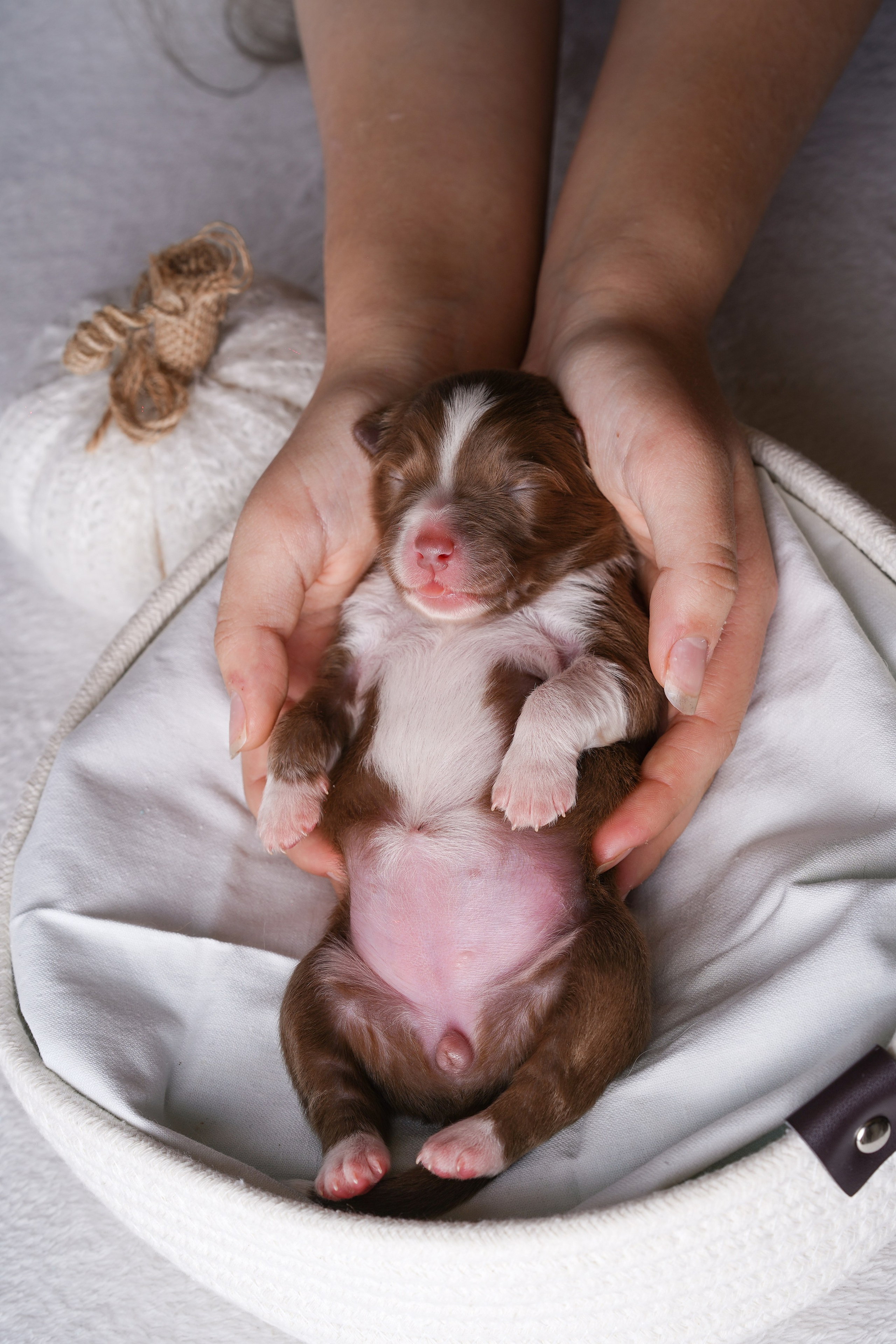 Щенули аусси. Фотограф-анималист в Санкт-Петербурге Яна Мартынова