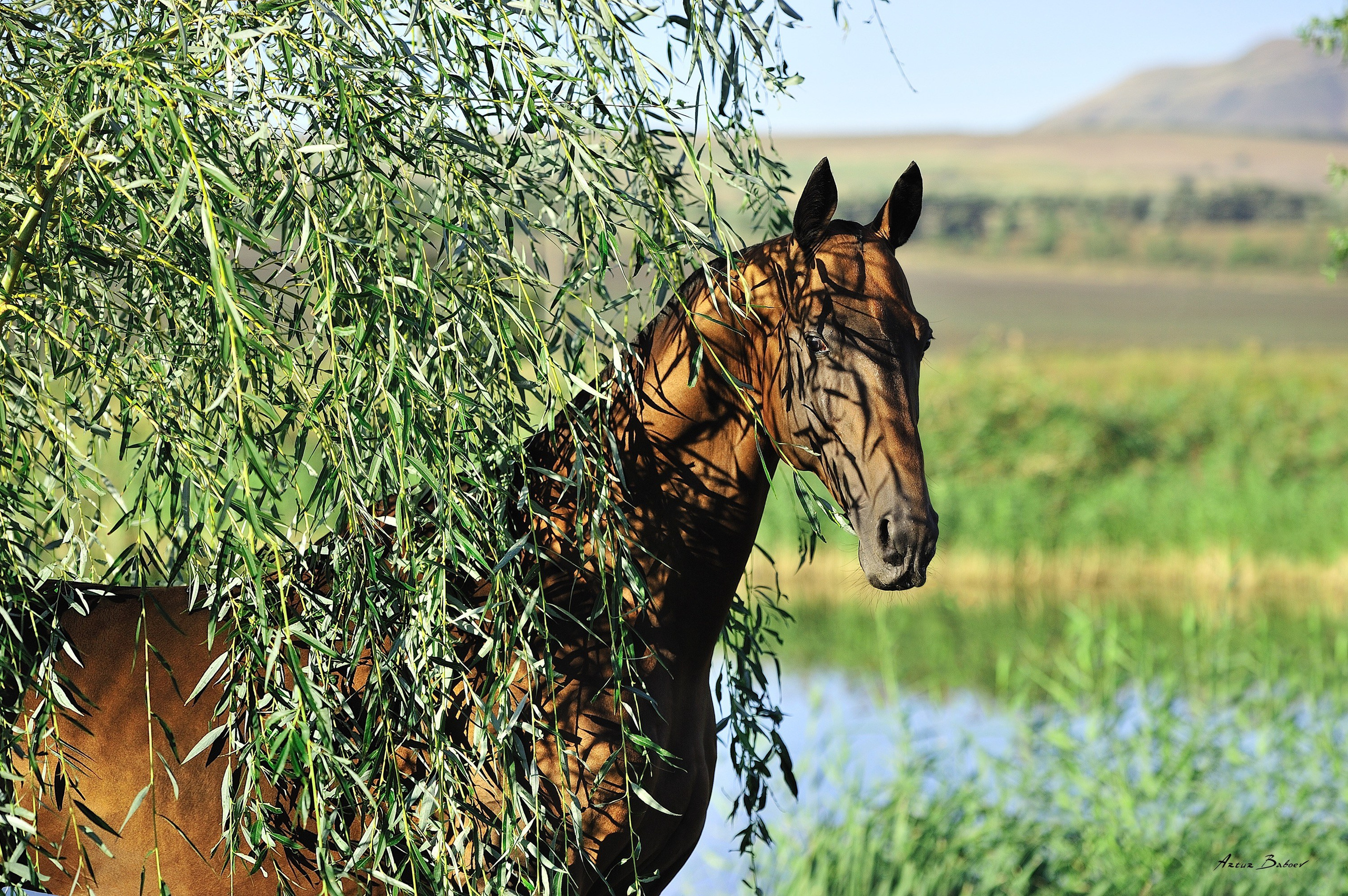 Gallery. Art photos of horses — ARTUR BABOEV | Photographer
