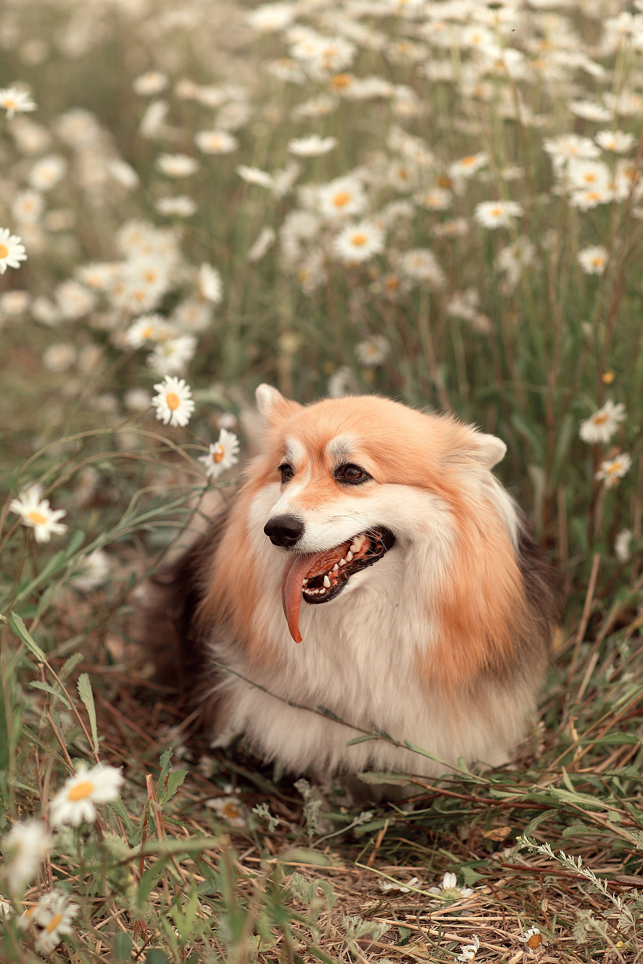 Семейные съемки. Фотограф новорожденных