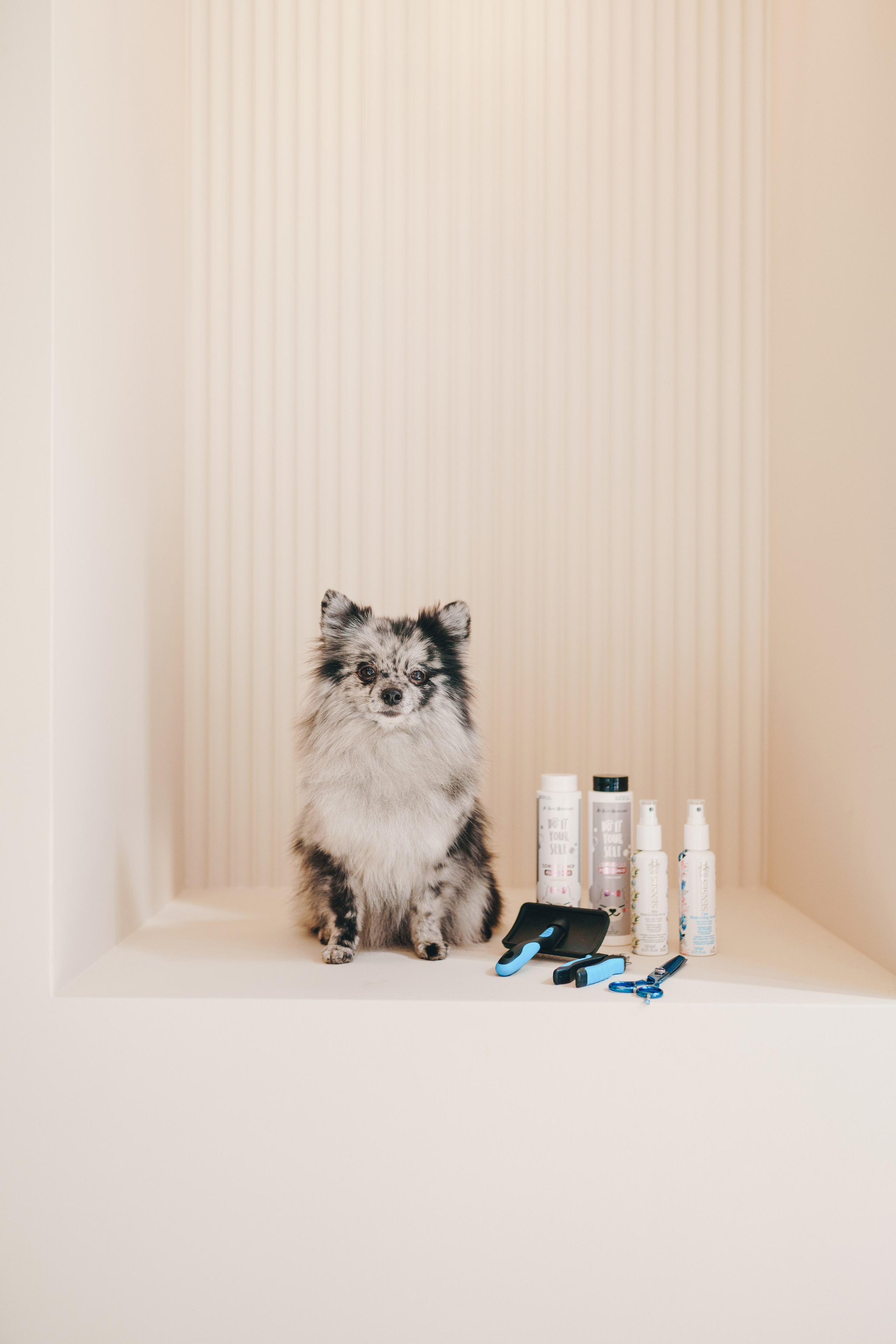 Груминг-салон. Фотограф анималист Осипчикова Мария