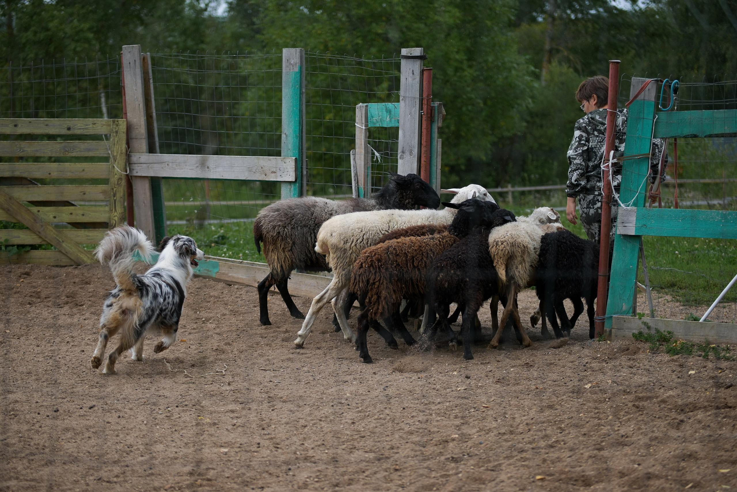 Пастьба собак. Творческий фотограф Вологда