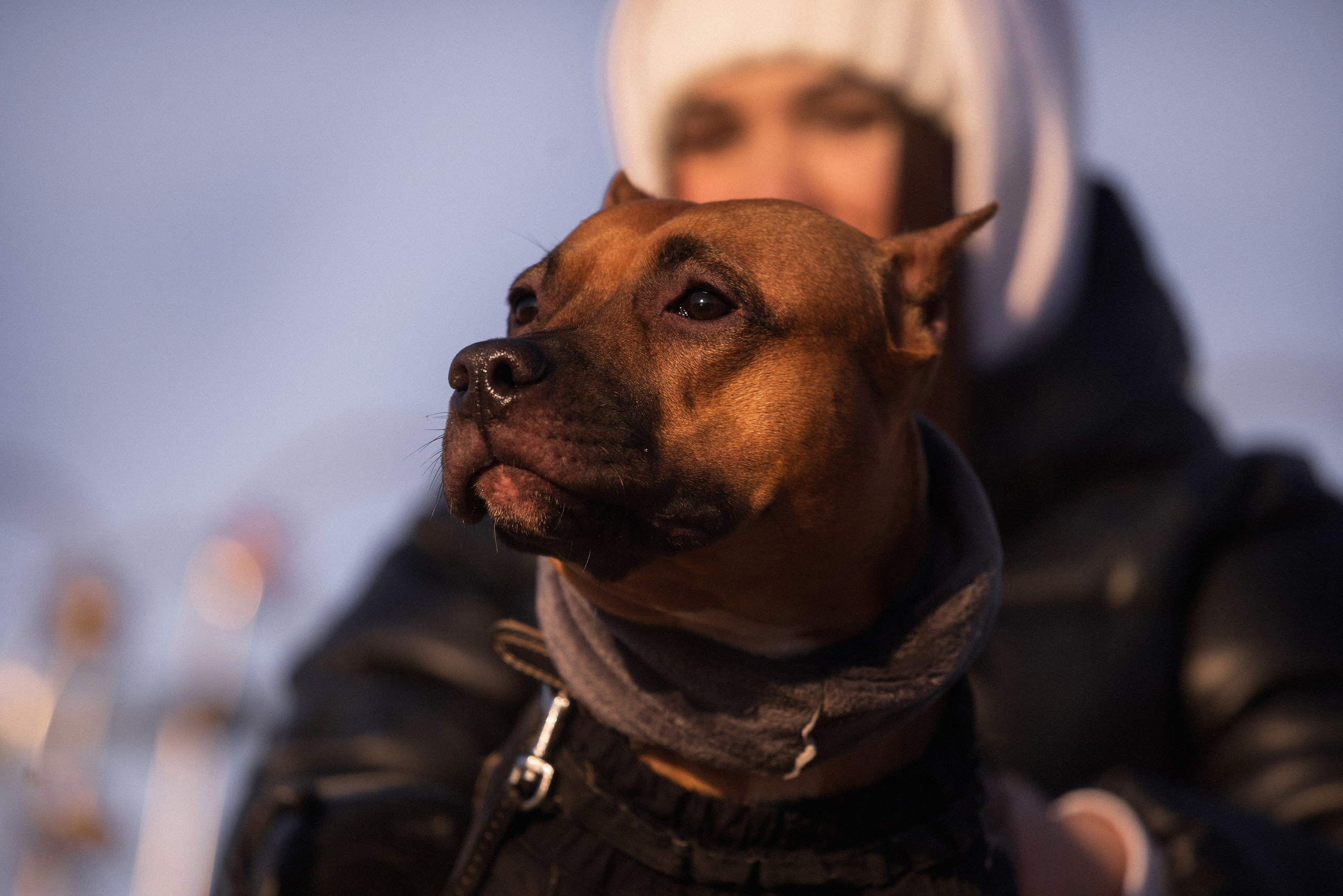 Арина и Стэфи. Фотограф — анималист Владивосток, Алина