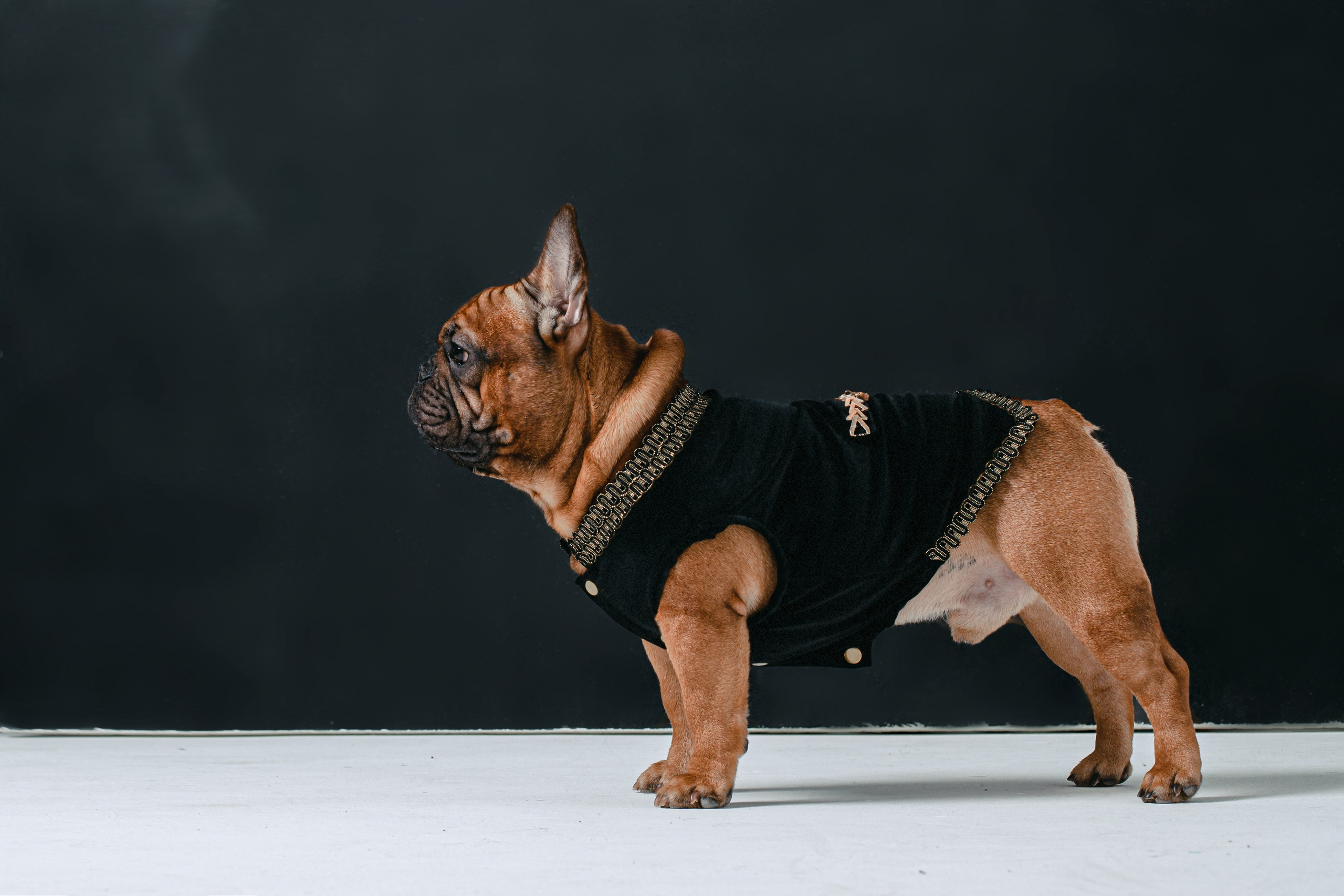 Пижамная вечеринка французских бульдогов и их хозяев. Фотограф-анималист Татьяна Степанова