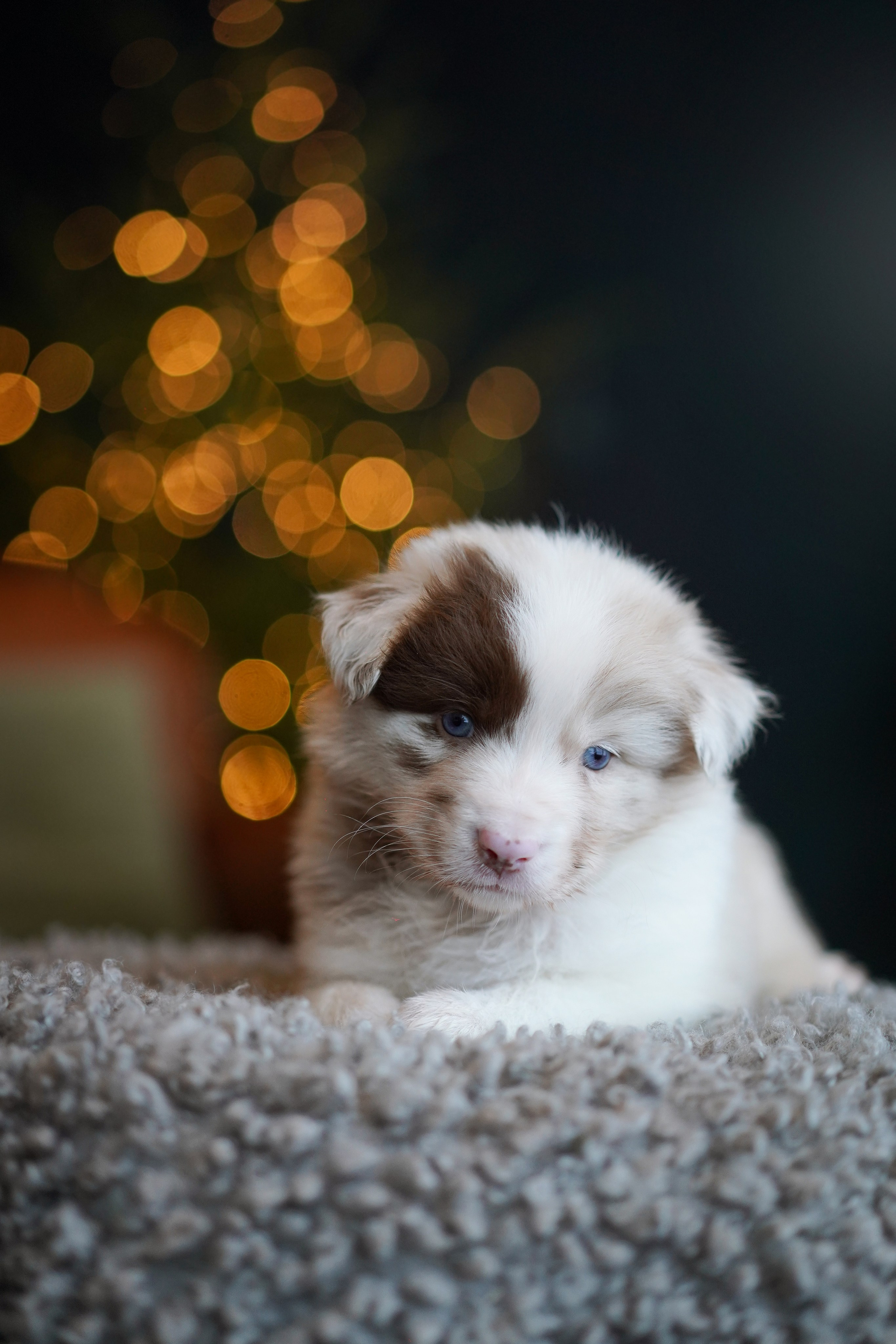 Щенки австралийской овчарки. Фотограф-анималист в Санкт-Петербурге Яна Мартынова