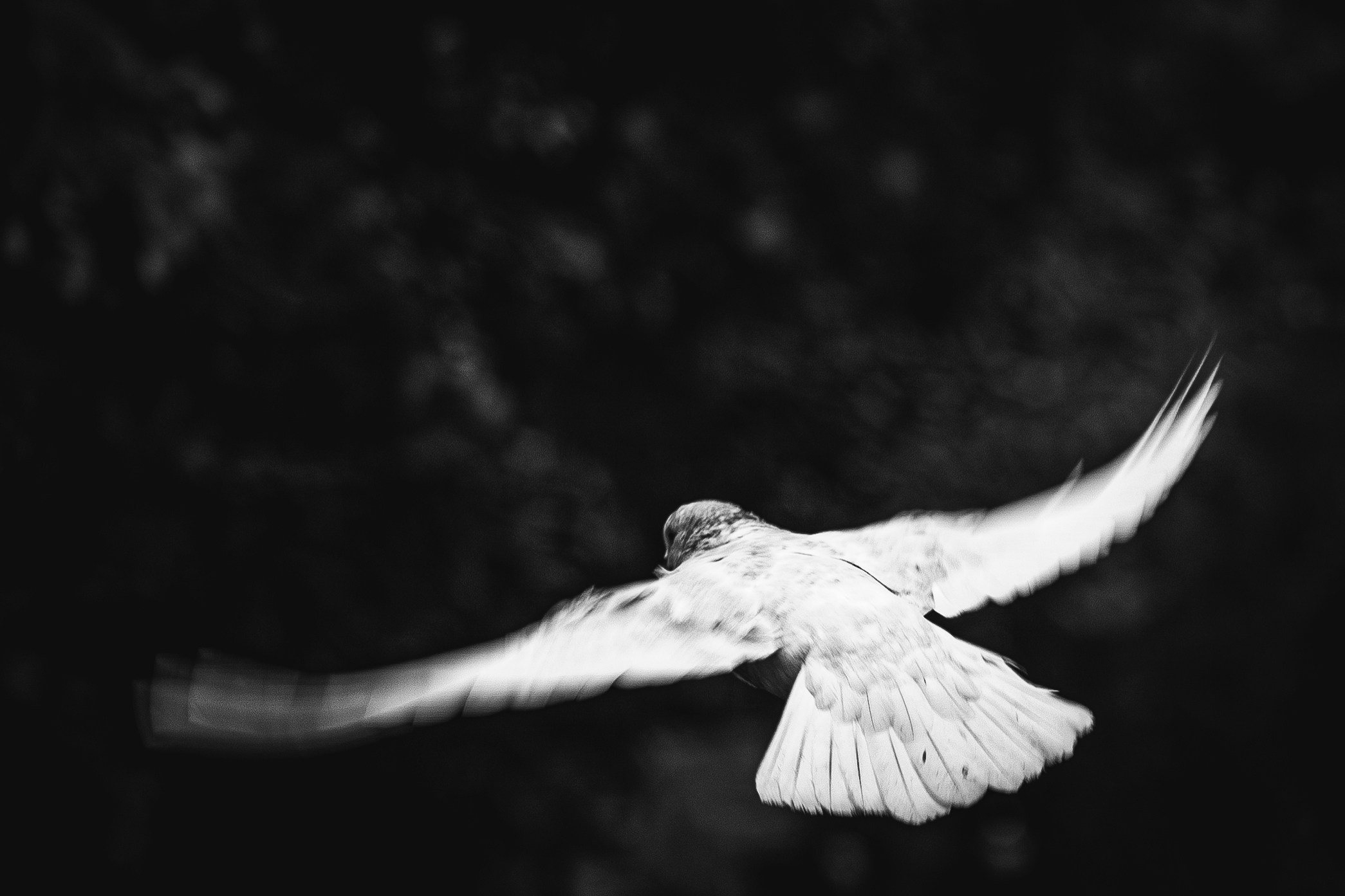 Животные. Фотограф в Ростове-на-Дону Ника Обида