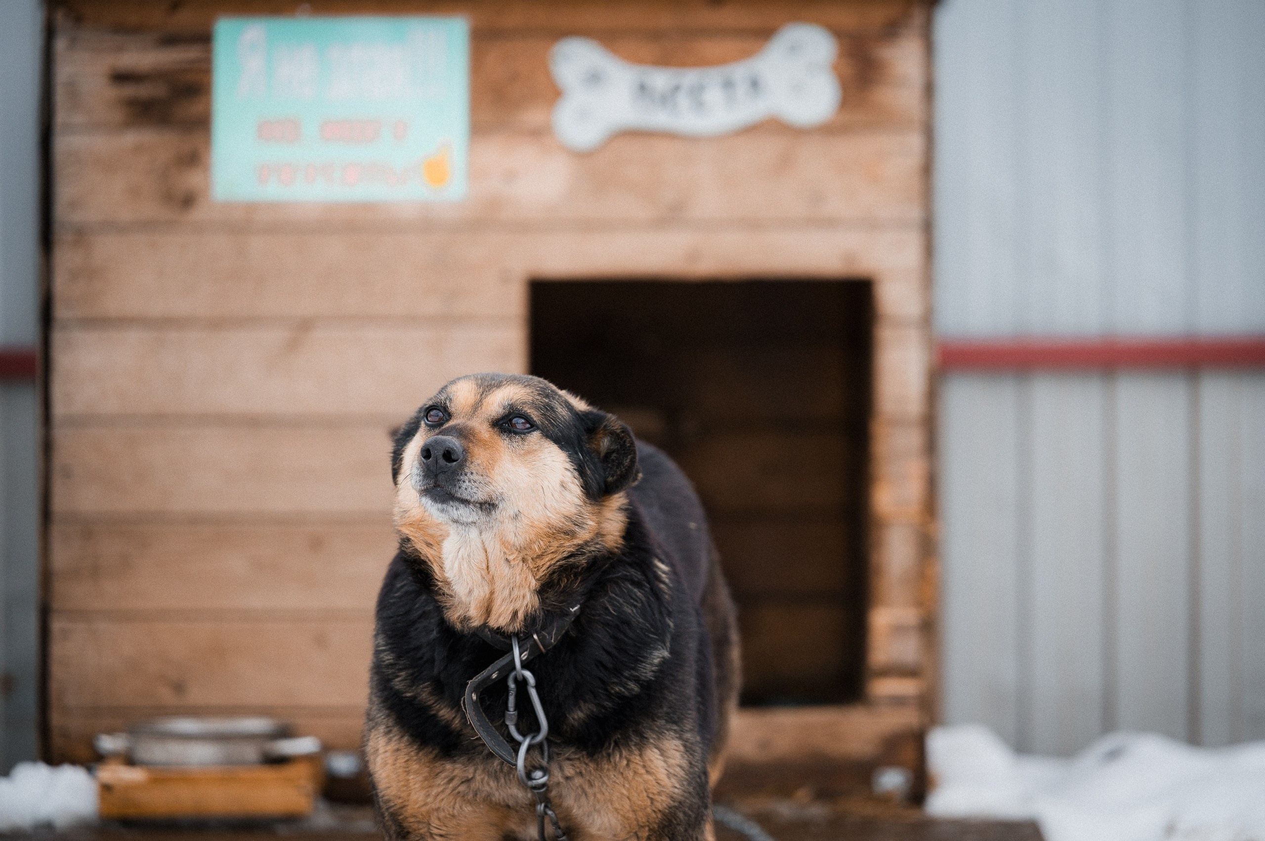 Веста. Улыбка собаки — спасение и пристройство бездомных собак