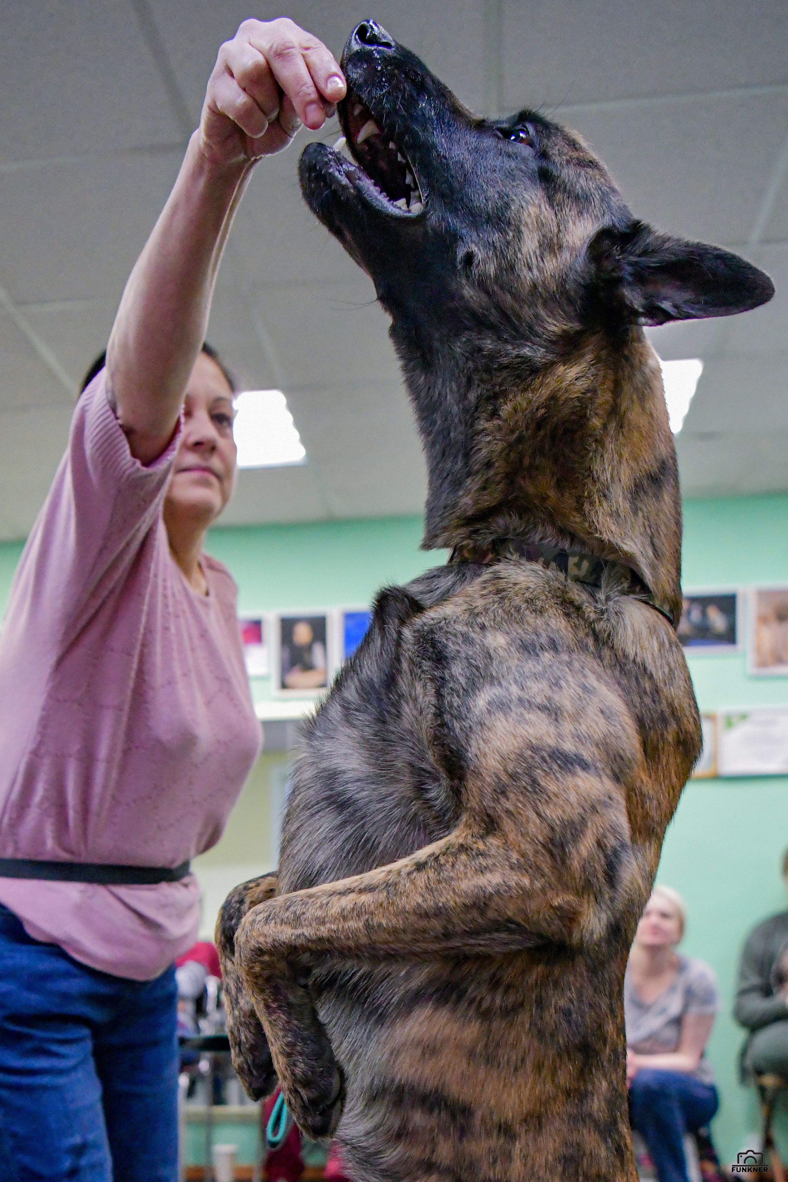 Кинологический клуб «Бодрый хвост». Свой взгляд через объектив