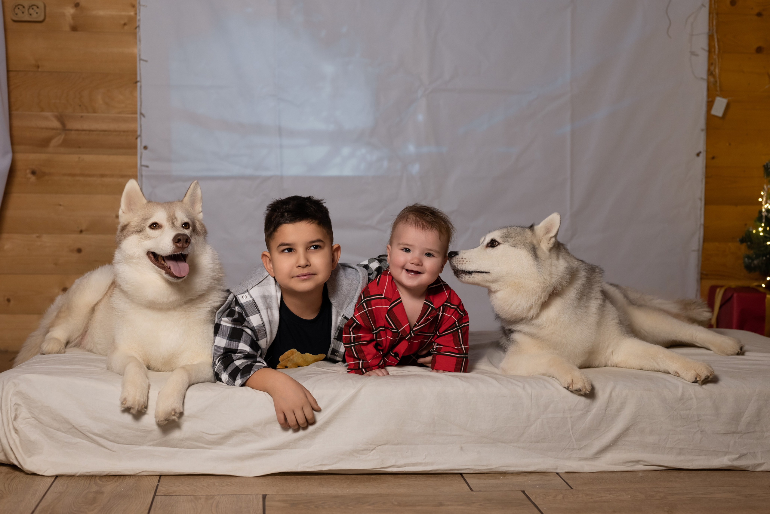 Фотопроект с хаски в частном доме. Фотограф в городе Салават