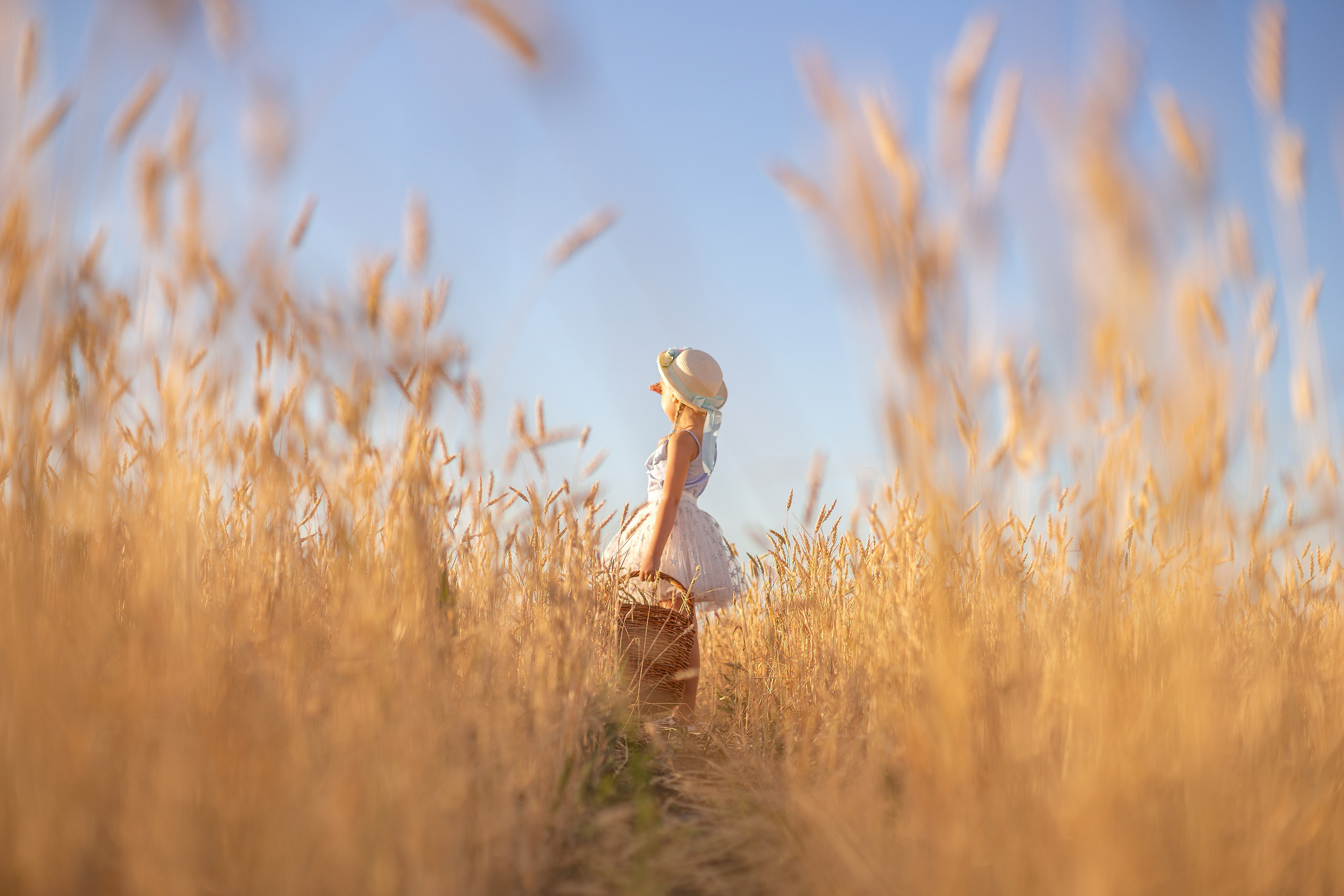 Маленькая девочка в обрамлении пшеничных колосьев смотрит вдаль на фоне синего неба.