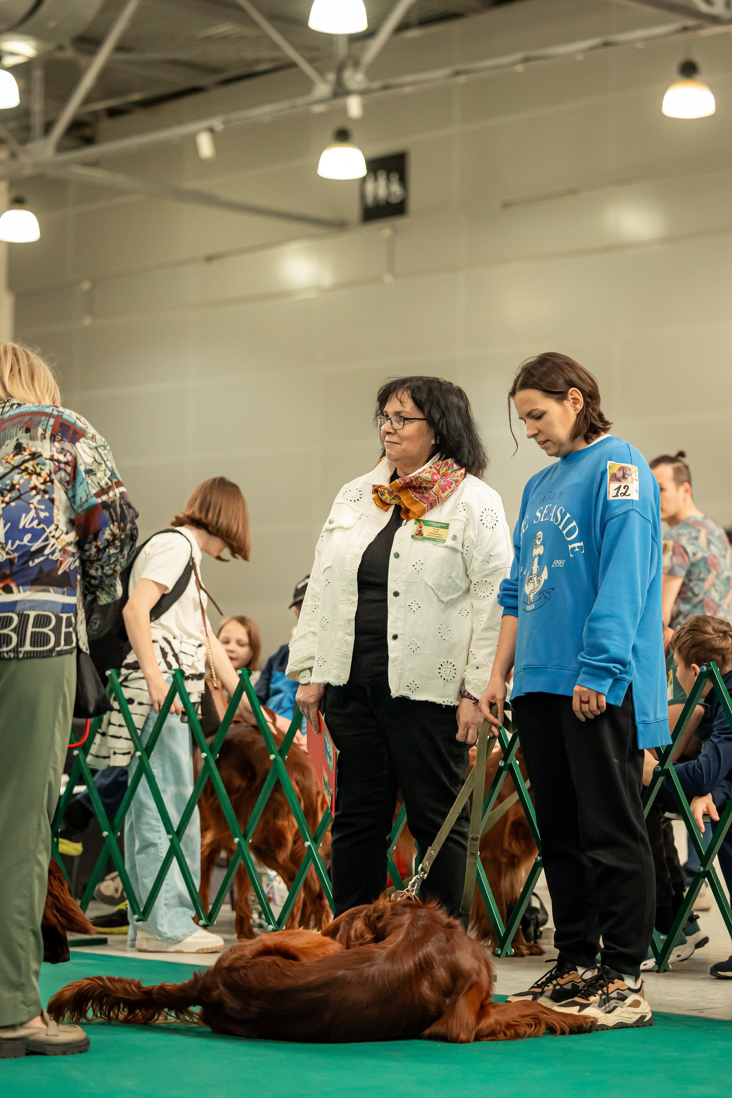 Выставка сеттеров 19.05.24