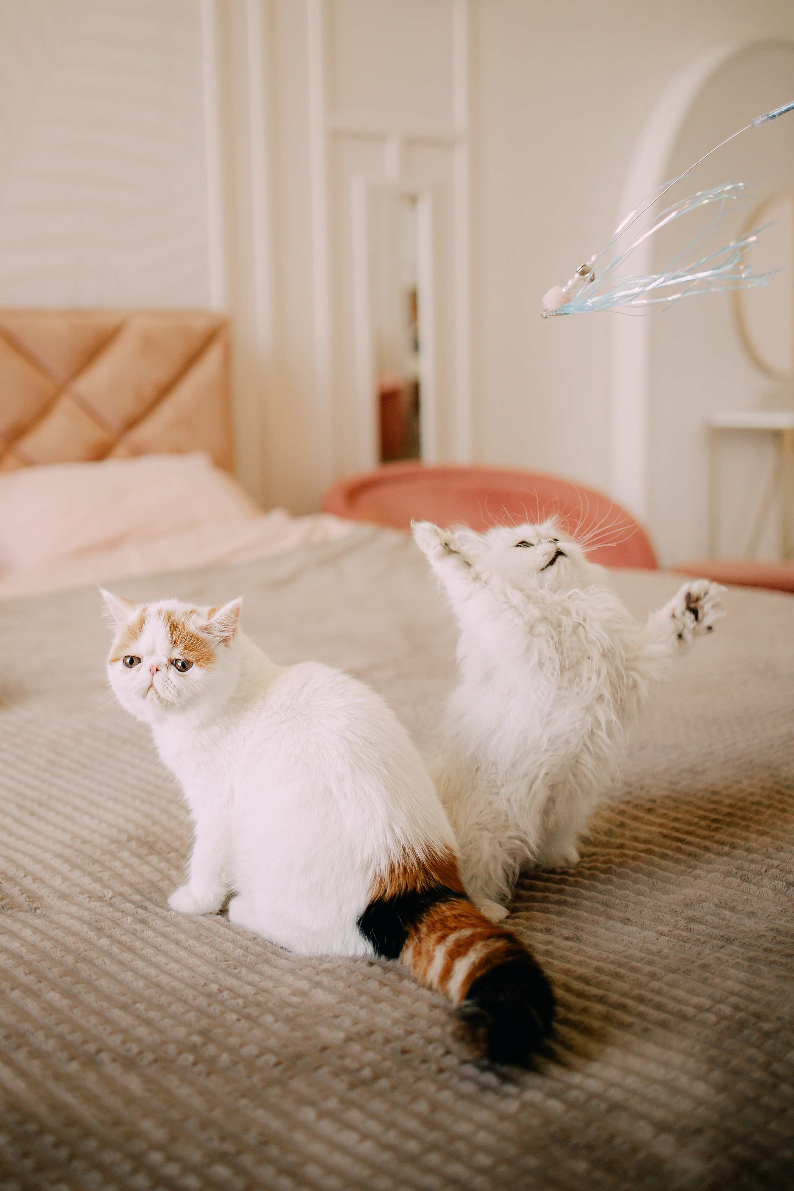 Султан, Мэй Мэй и Шанталь и их семья