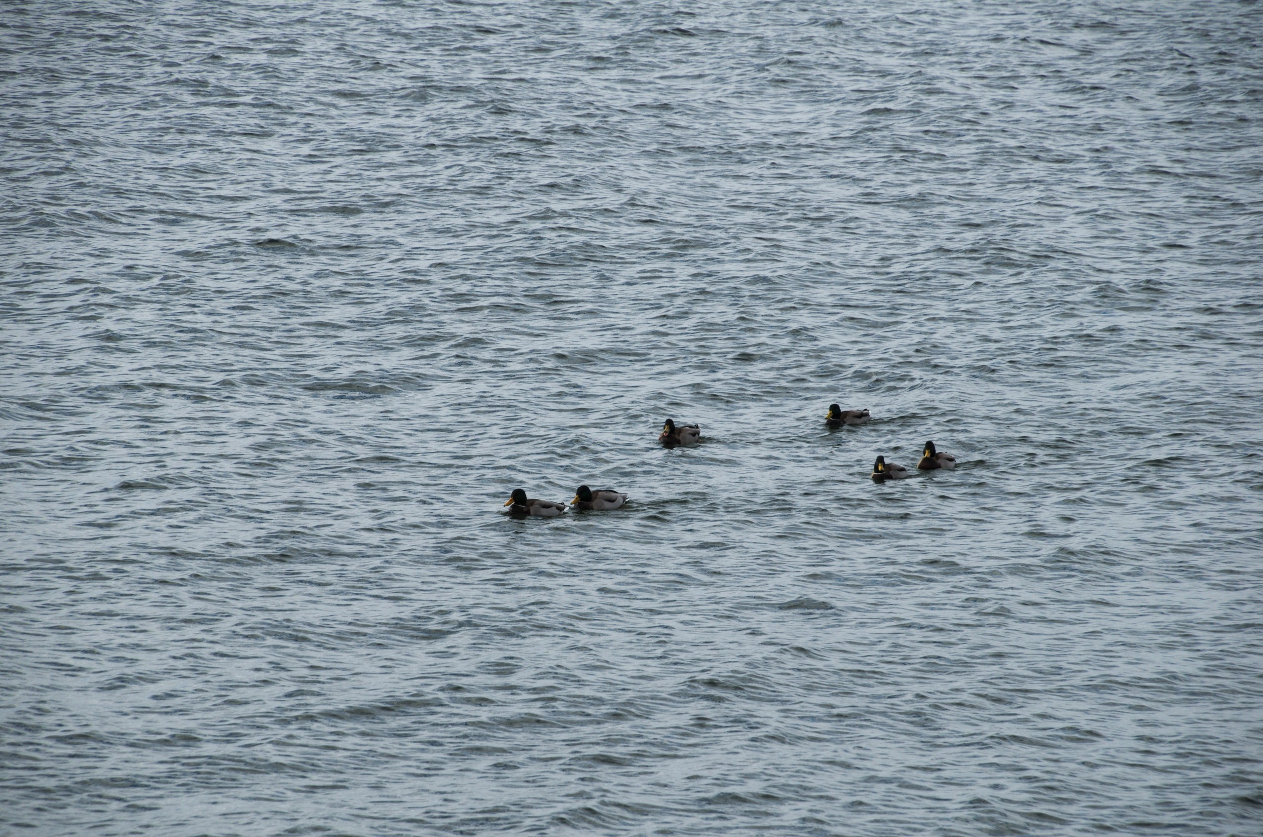 Калининград | 03-05.11.2018. Галерея Фантим