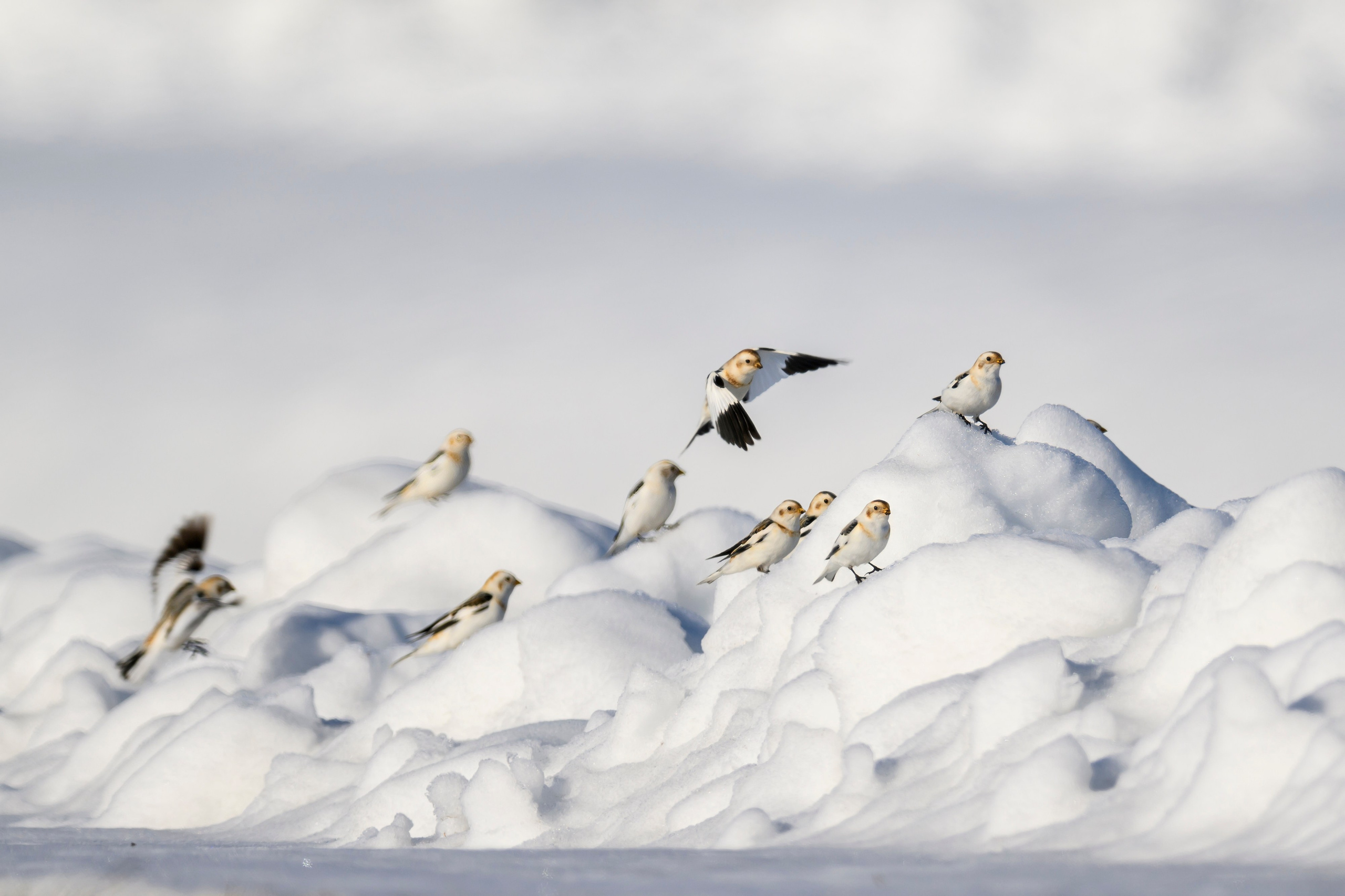 Весна пришла! Пуночки. Фотограф Сергей Пупонин