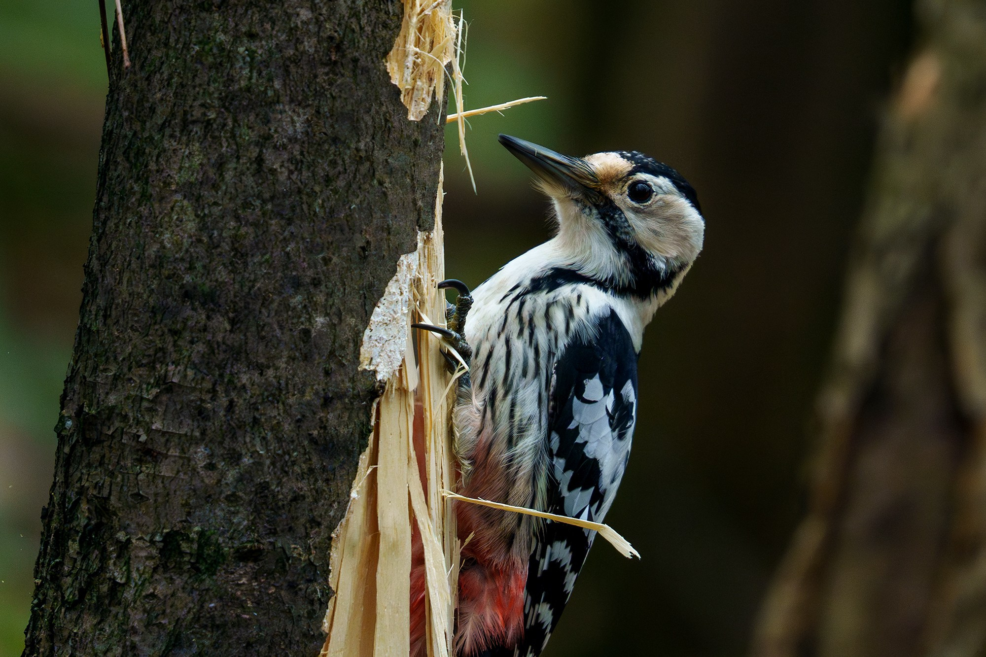 Удивительные мир птиц. Вокруг нас столько прекрасного — присмотритесь!. Ваш личный фотограф Марина Волкова