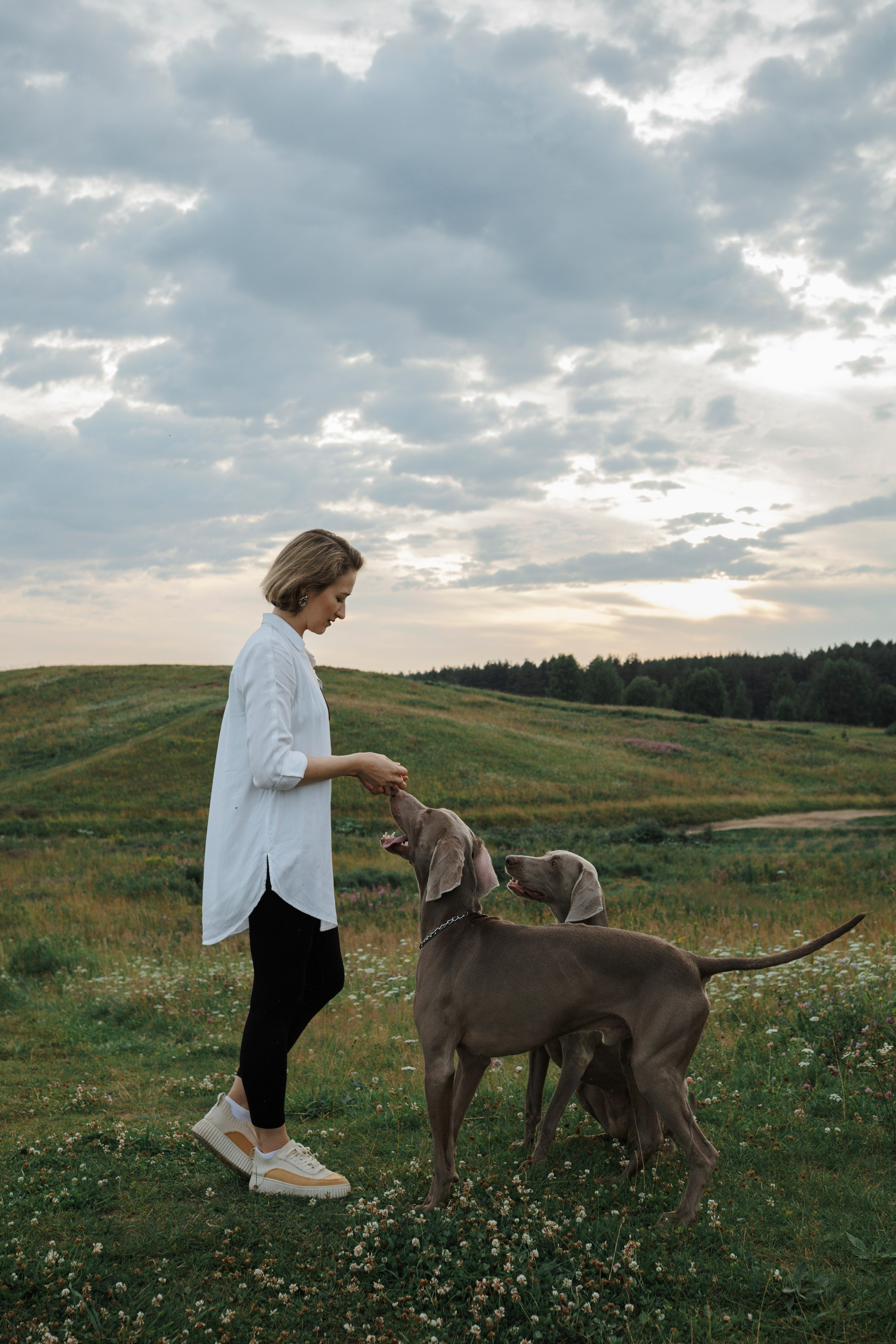 Маргарита и веймаранеры. Фотограф-анималист в Санкт-Петеребурге Титова Алиса