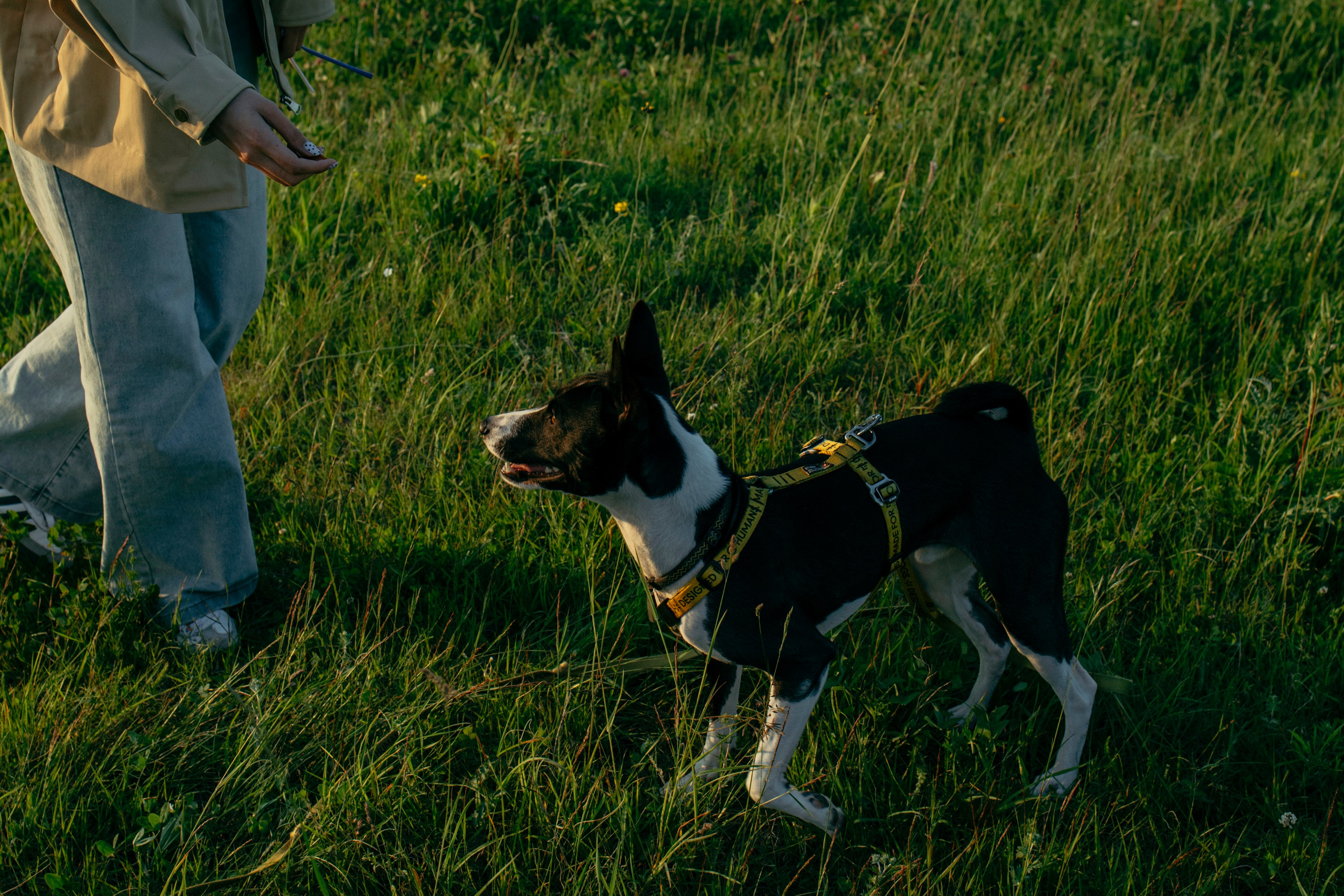 Итачи и его семья 🐾. Фотограф-анималист в Санкт-Петеребурге Титова Алиса