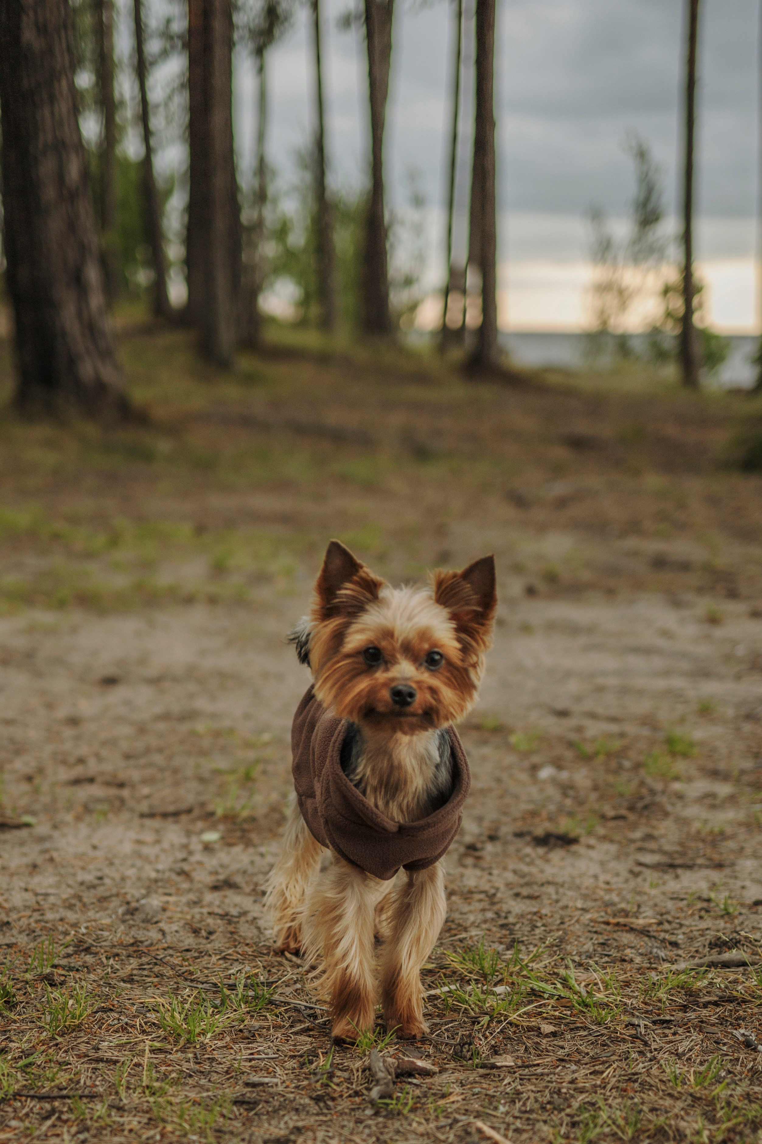 День из жизни Чуи и его семьи. Фотограф-анималист в Санкт-Петеребурге Титова Алиса