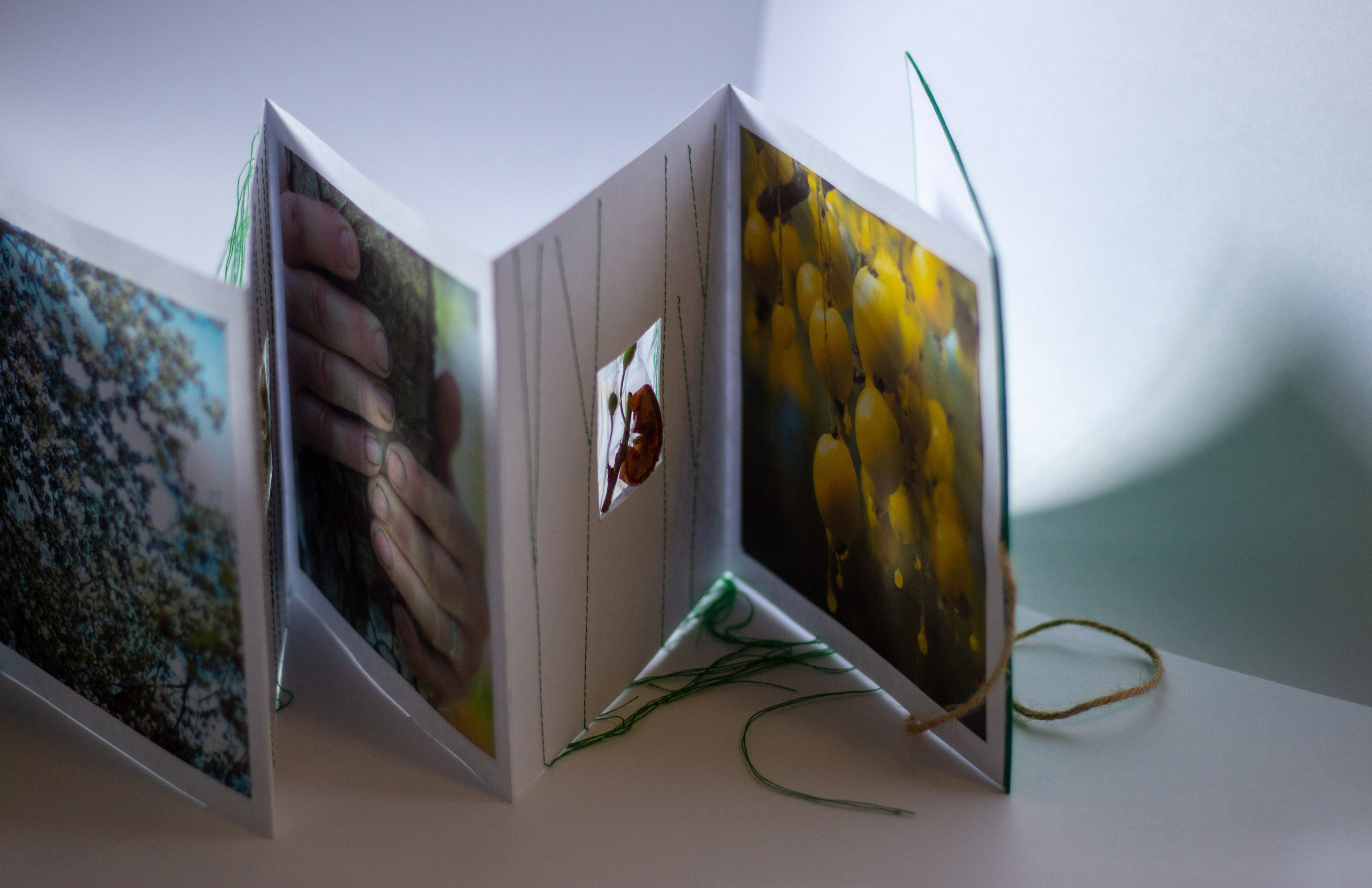 Плодовые (2024 — в процессе). Julia Gorbunova