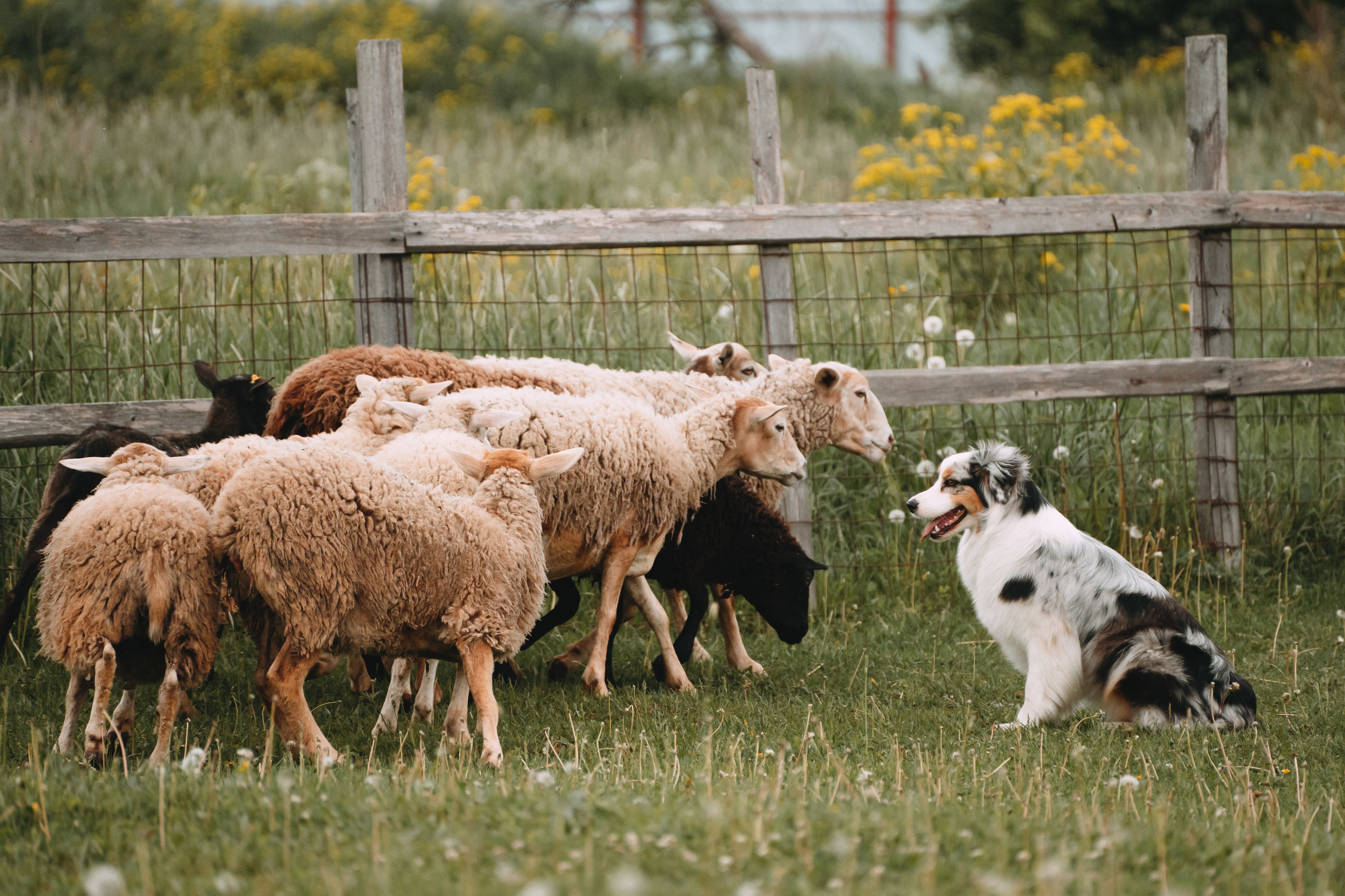 Состязания по пастушьей службе 1-2.06.24, Заостровье. Фотограф-анималист Анастасия Большакова