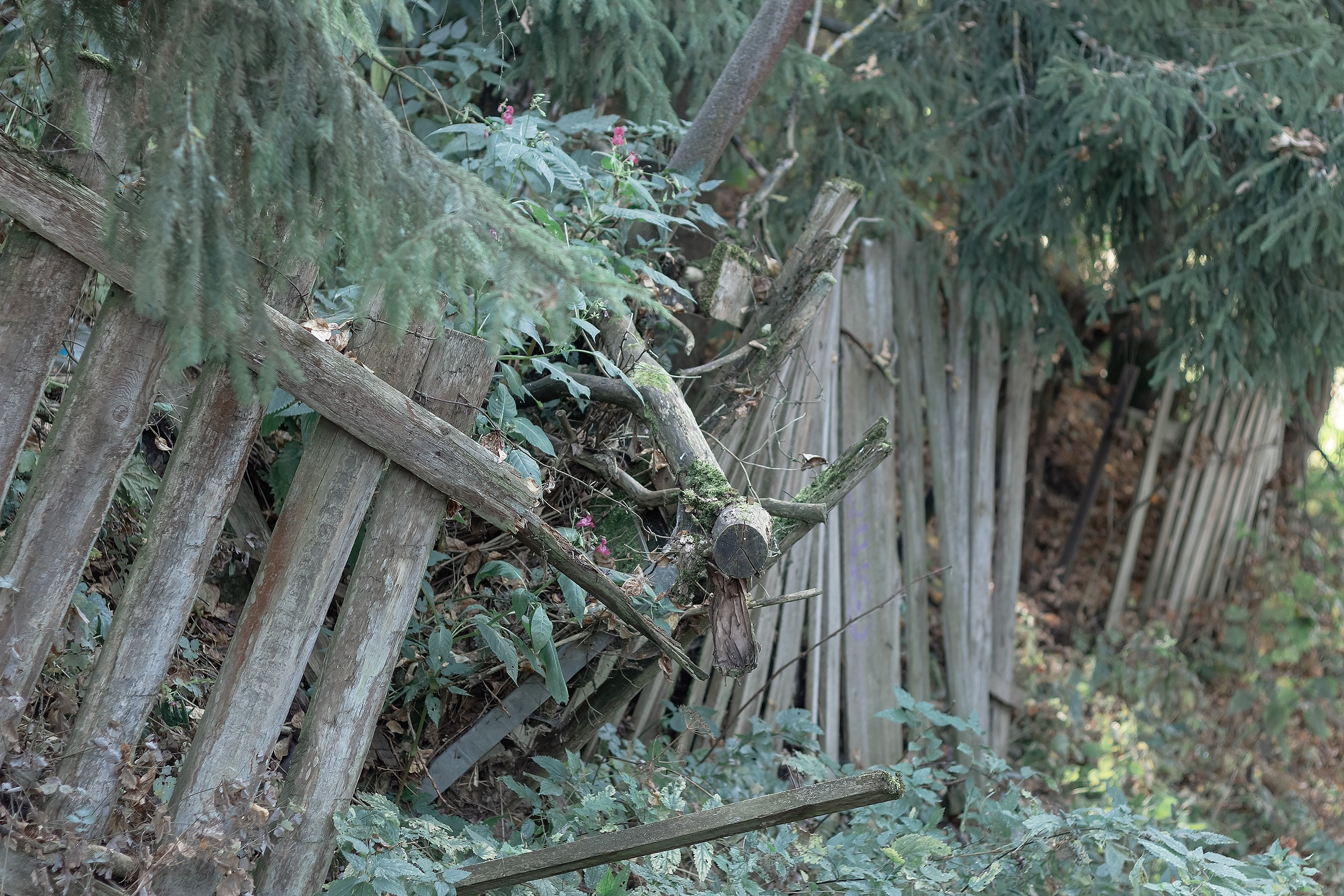 Обиды нельзя прятать. Аmat Victoria Сuram