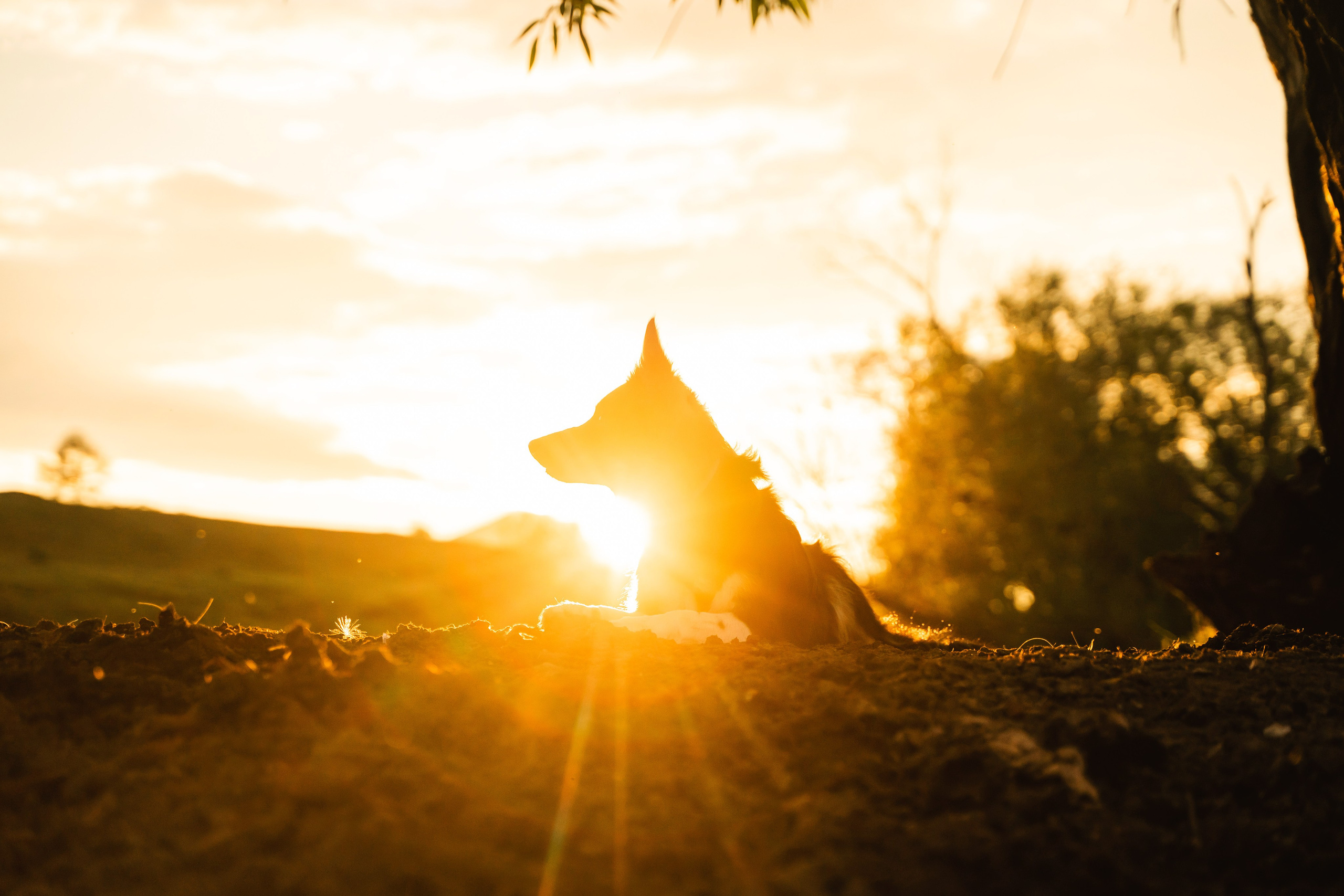 Фотограф-анималист в Красноярске Бец Юлия