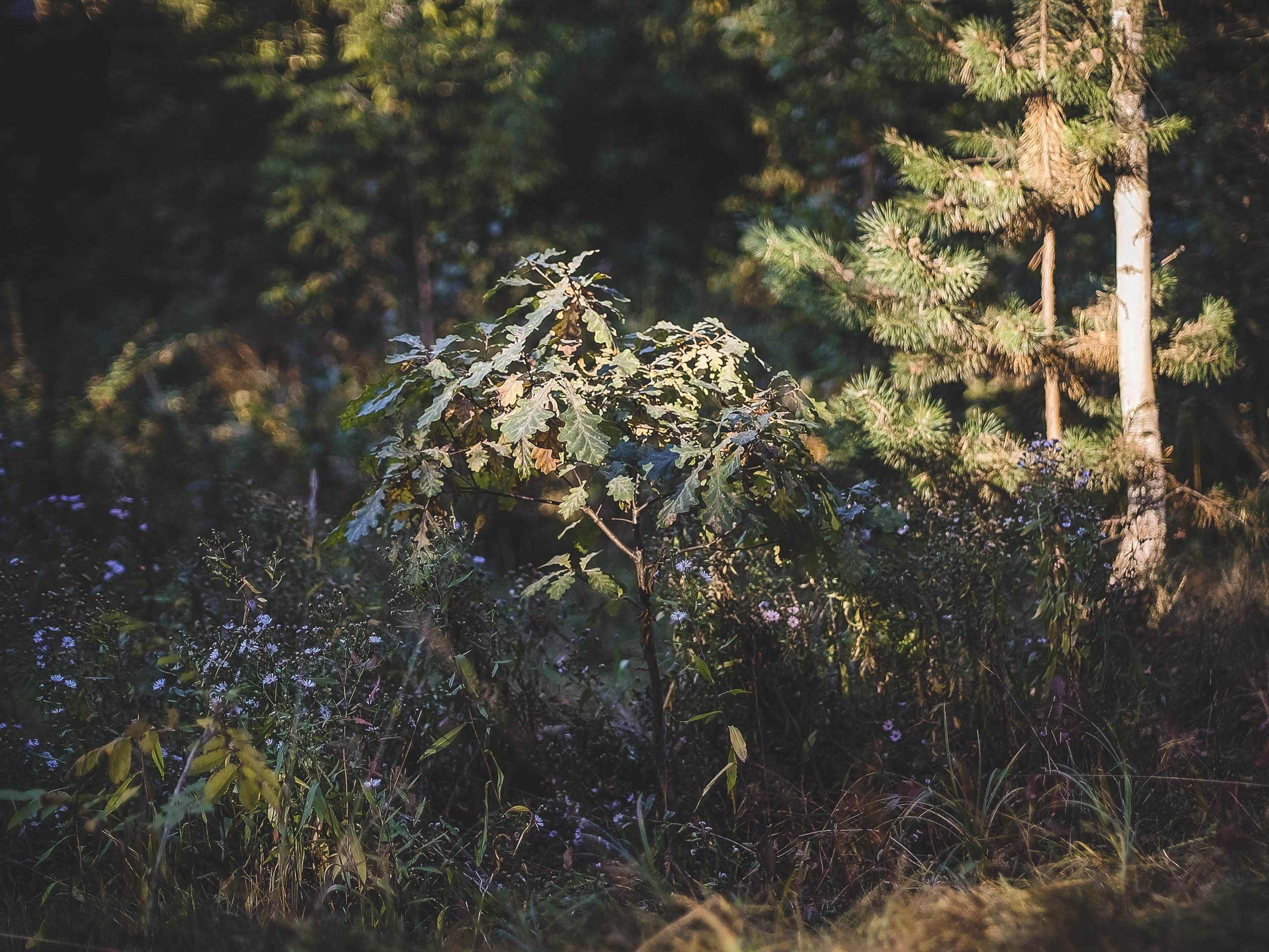 Дубок на лесной поляне