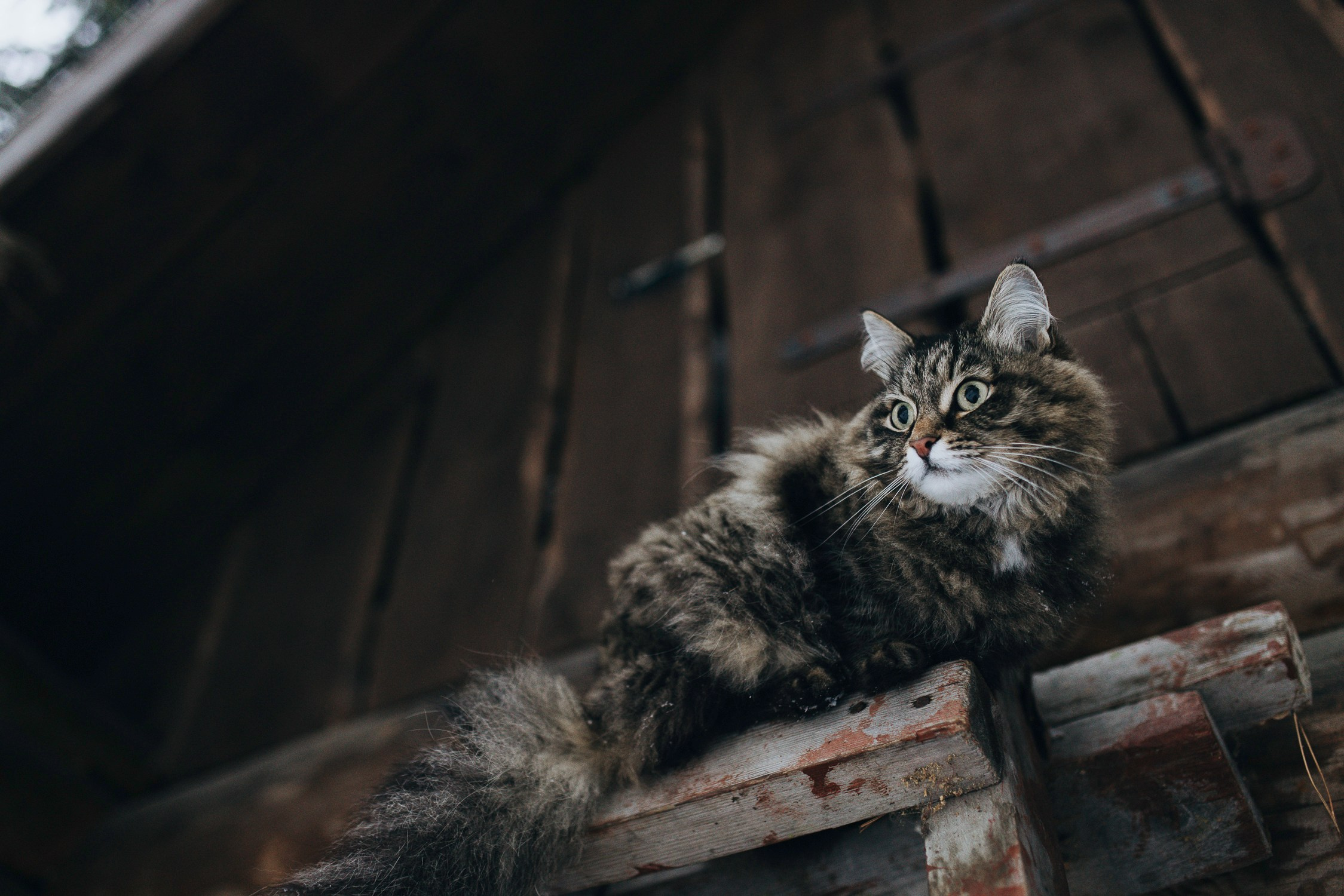 Домик на Дереве с Сеновалом — Локация в стиле Бохо/Прованс для волшебных фотосессий в Екатеринбурге. Фотостудия «Зачарованный Сад» в 20 минутах от центра Екатеринбурга