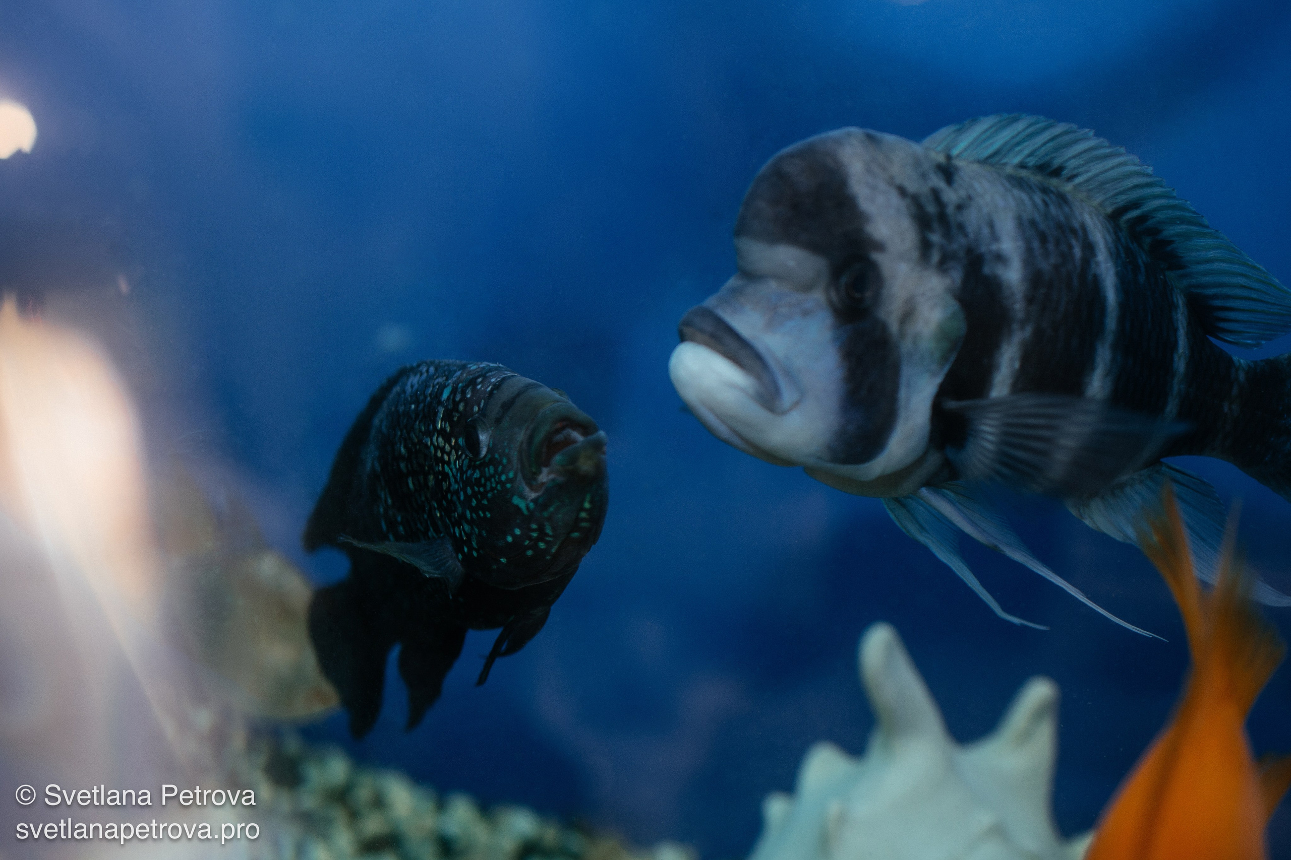 PRO_ЛАНЧ. Февраль 2026. Фотограф Светлана Петрова