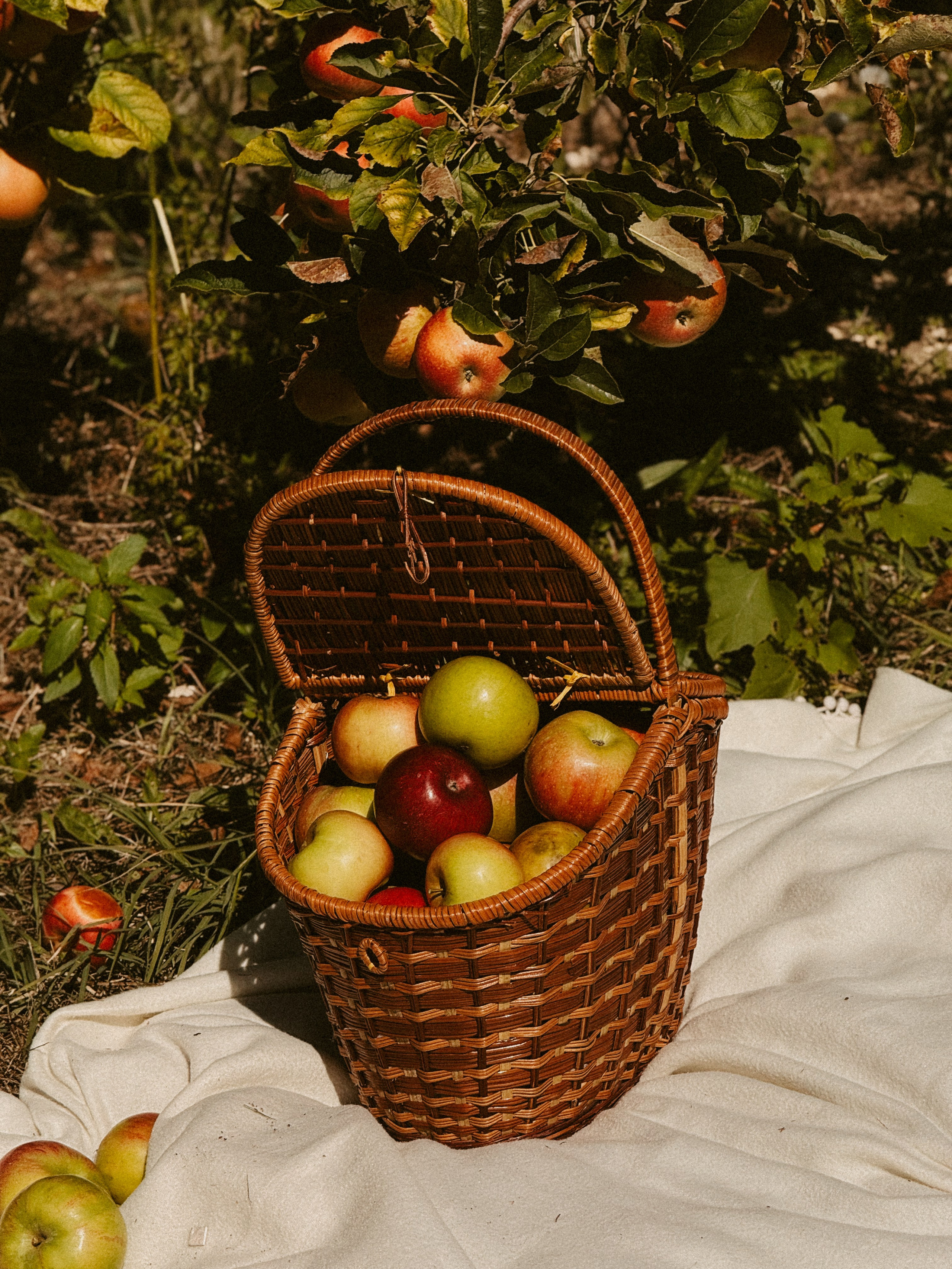 Ксюша Яблоки Сад. Inga Simonova | Семейный и детский фотограф у моря