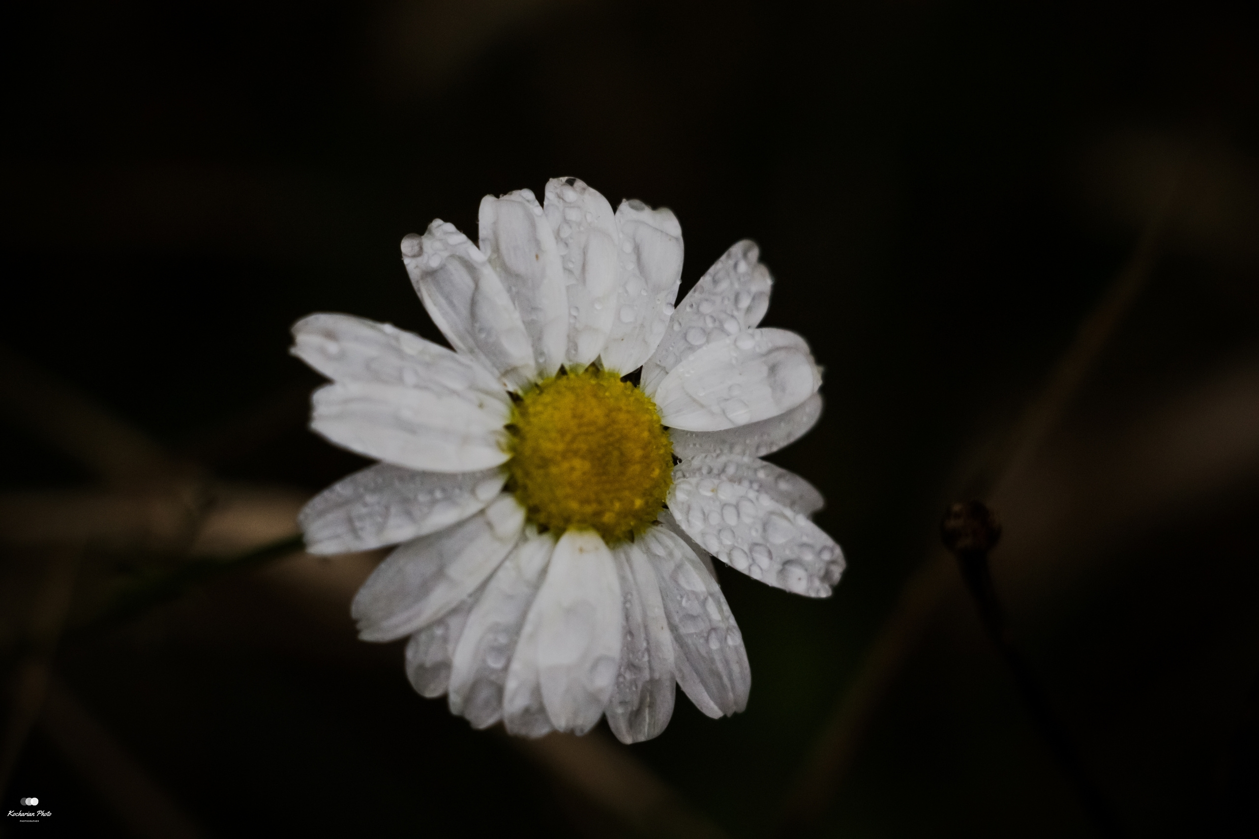 Макросъемка. Photographer K.A.D