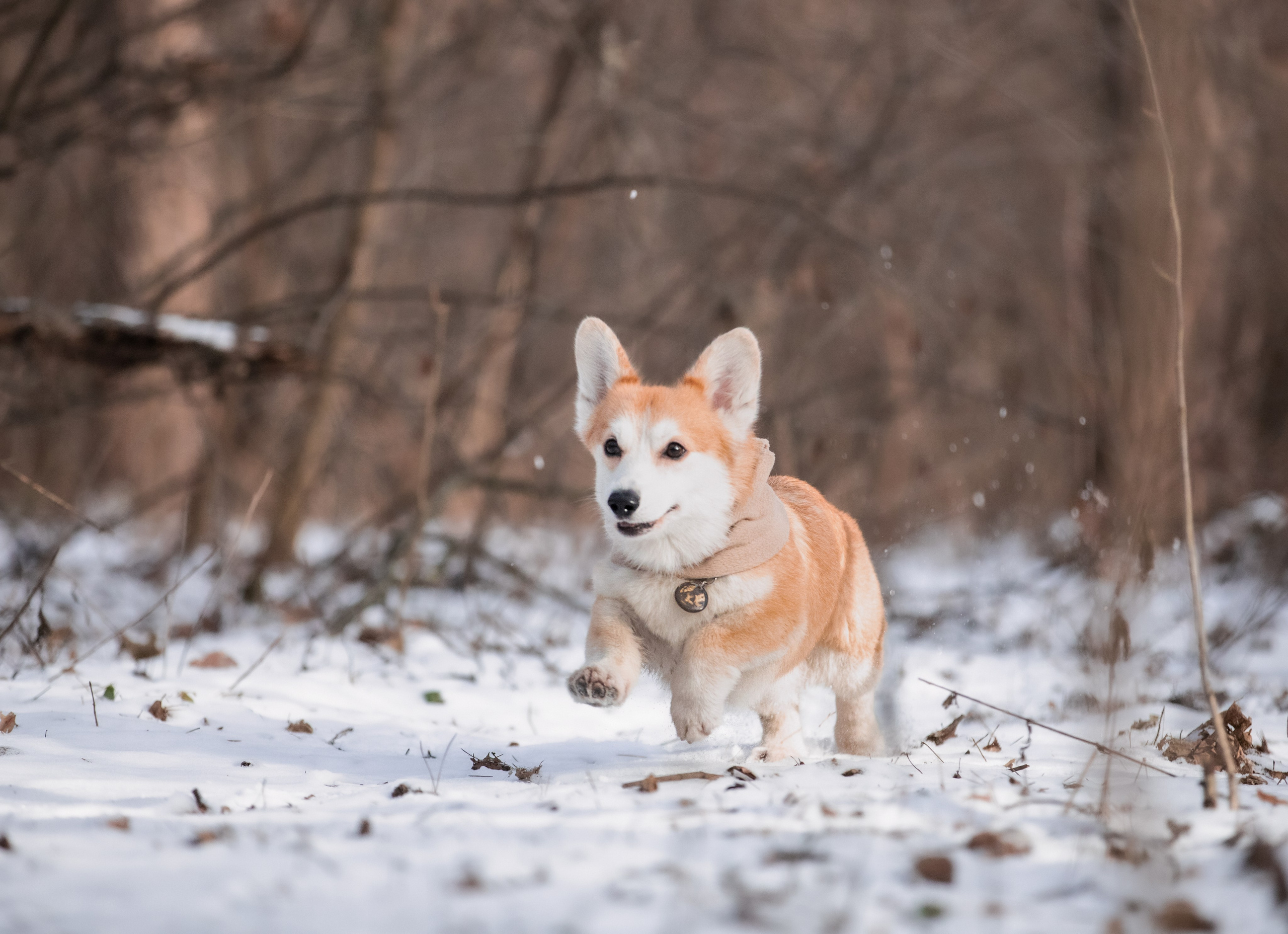 Даша и Дживс. Фотограф-анималист Смирнова Клеопатра|Москва