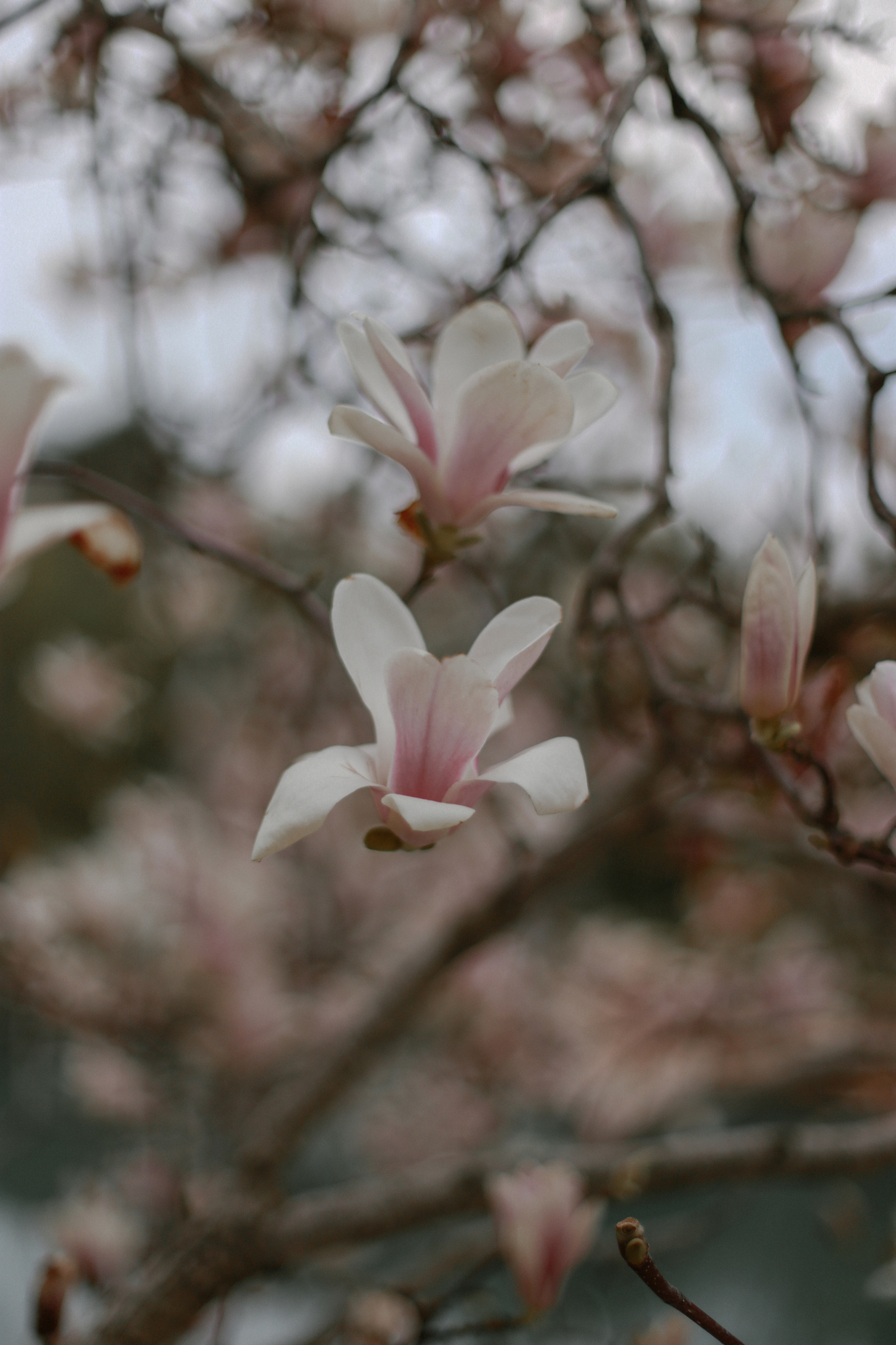 Дарья. Милана Довгаль - семейный фотограф и видеограф  в Адлере и Сочи