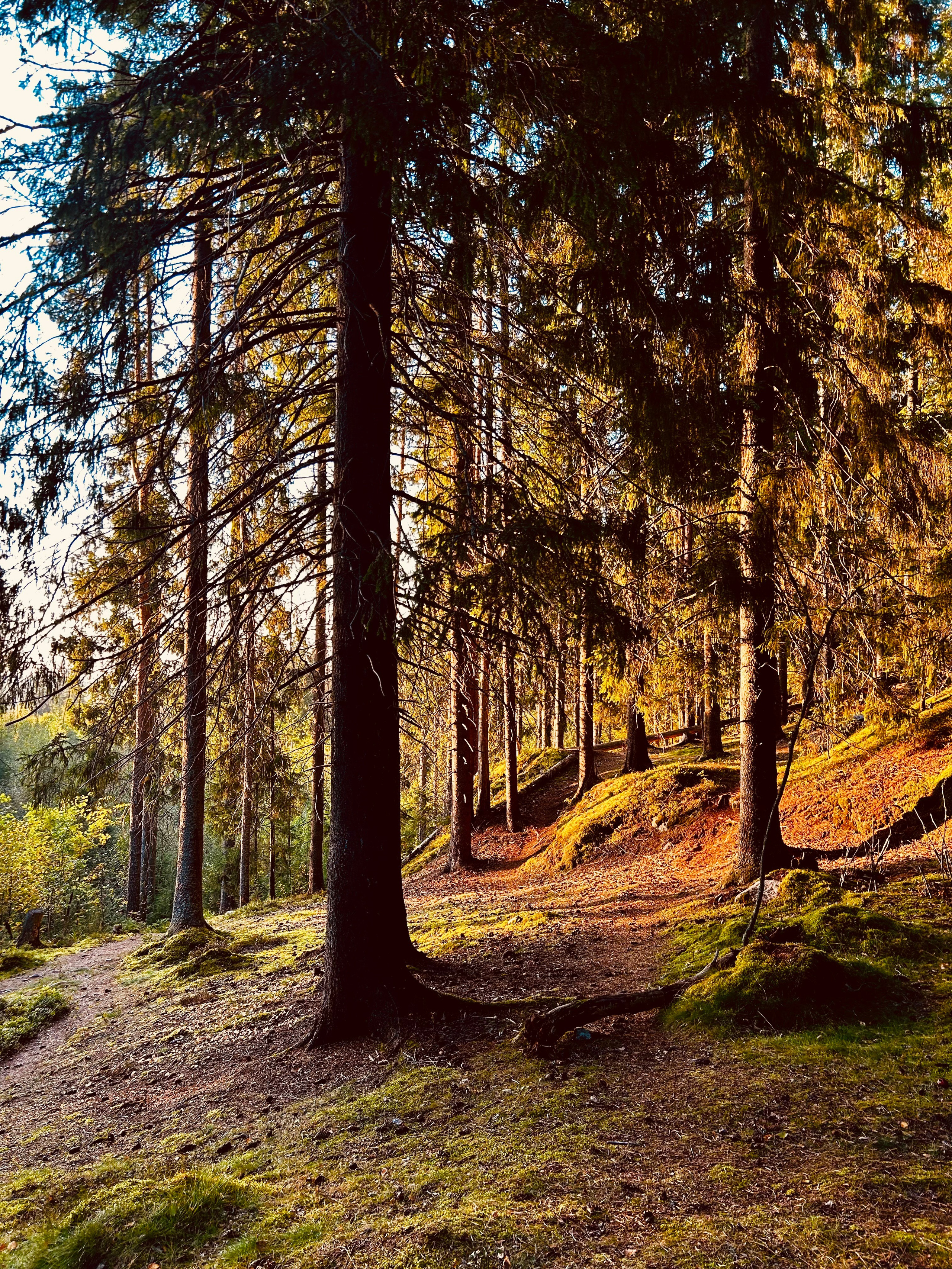 ТЕПЛЫЙ ТУР ПО ОСЕННЕЙ КАРЕЛИИ. INNERBLOOM TRAVEL-путешествия для авантюристов, мечтателей и настоящих гурманов по России и миру