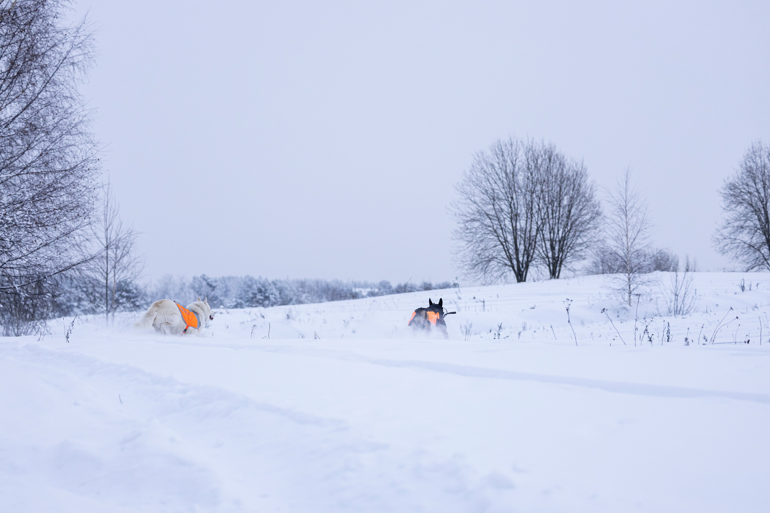 Рики и Гаруда. Фотограф-анималист Анна Маринич