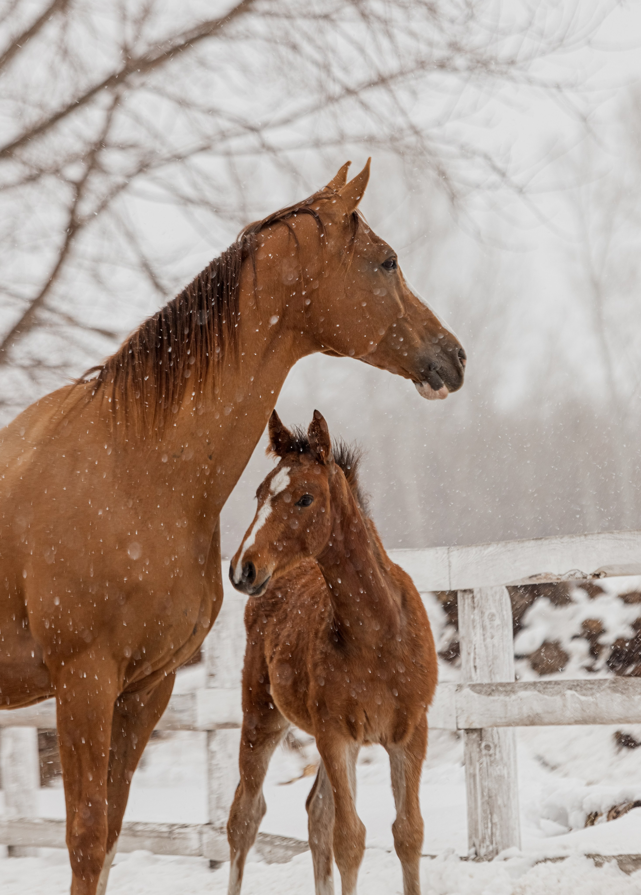 Портреты лошадей. Главная