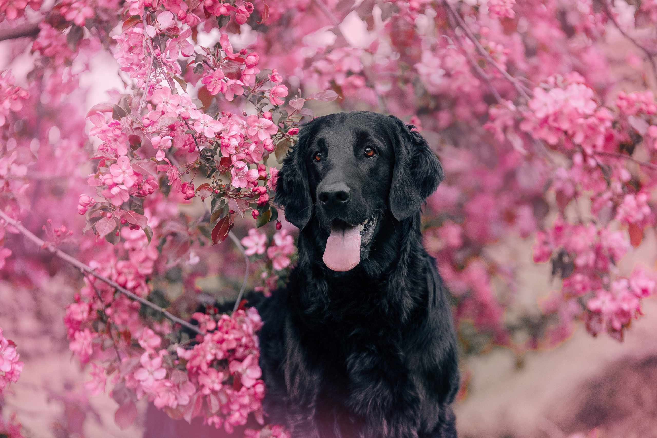 Питомец в кадре. Фотограф-анималист Анастасия Парфенова|Екатеринбург
