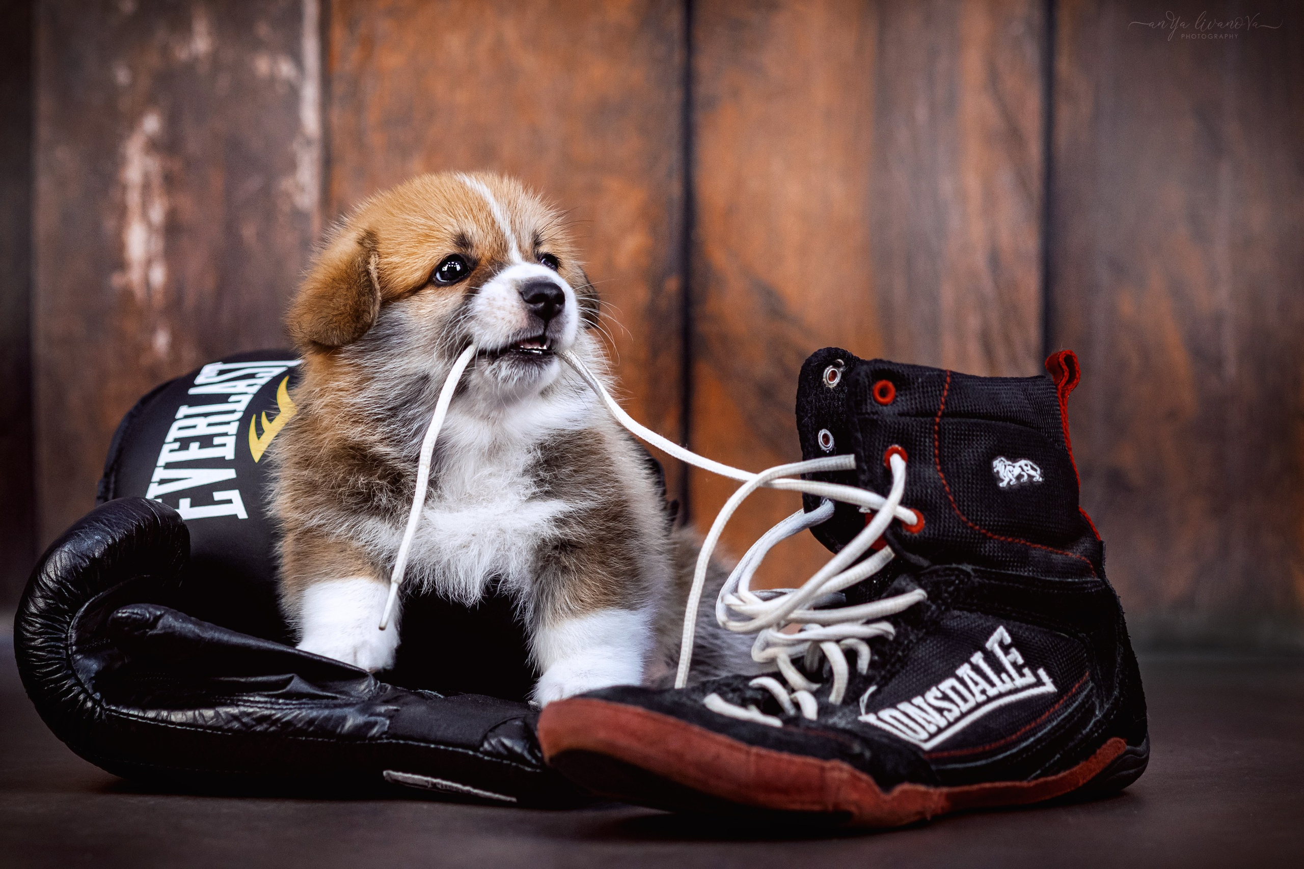 Коржики. Фотограф анималист Аня Ливанова | Рыбинск