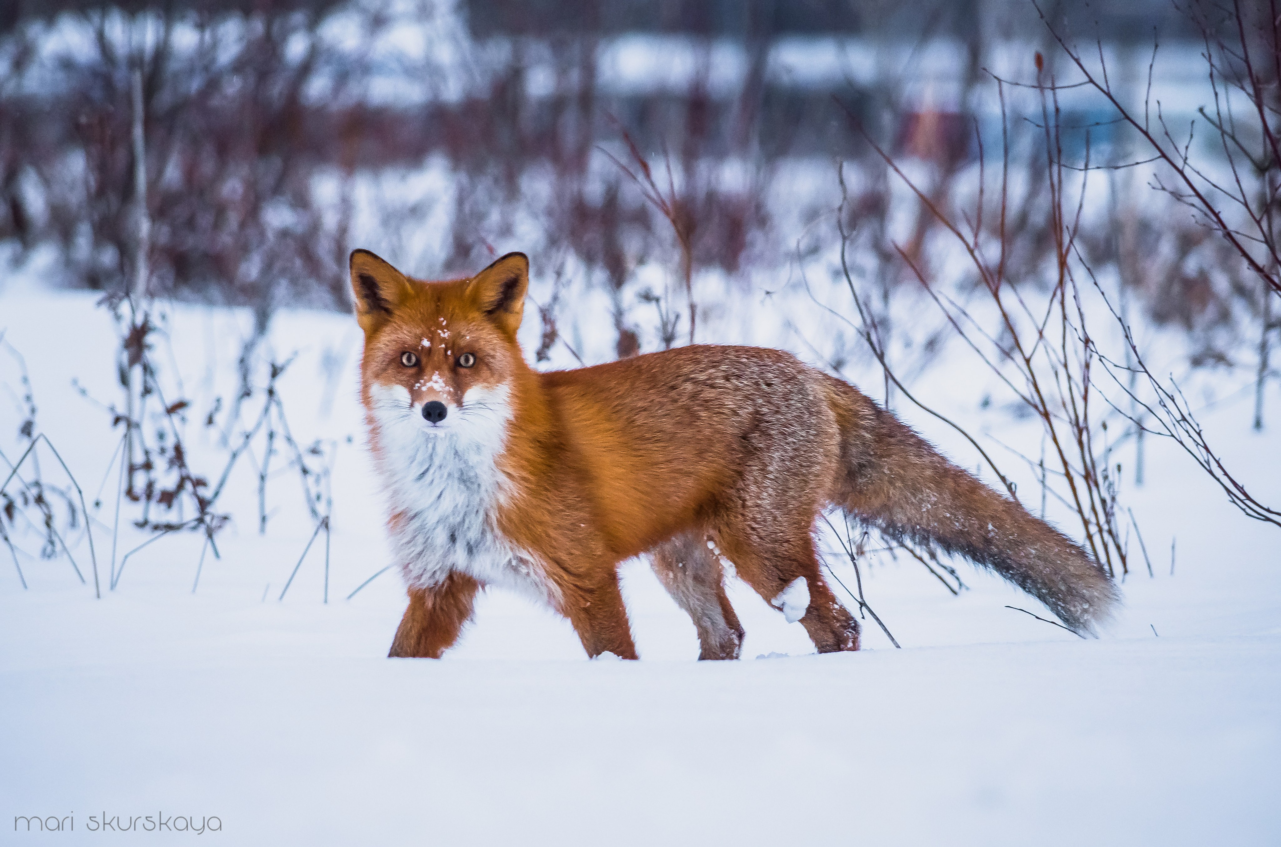 Природа. Мотофотограф в Санкт-Петербурге Мария Скурская
