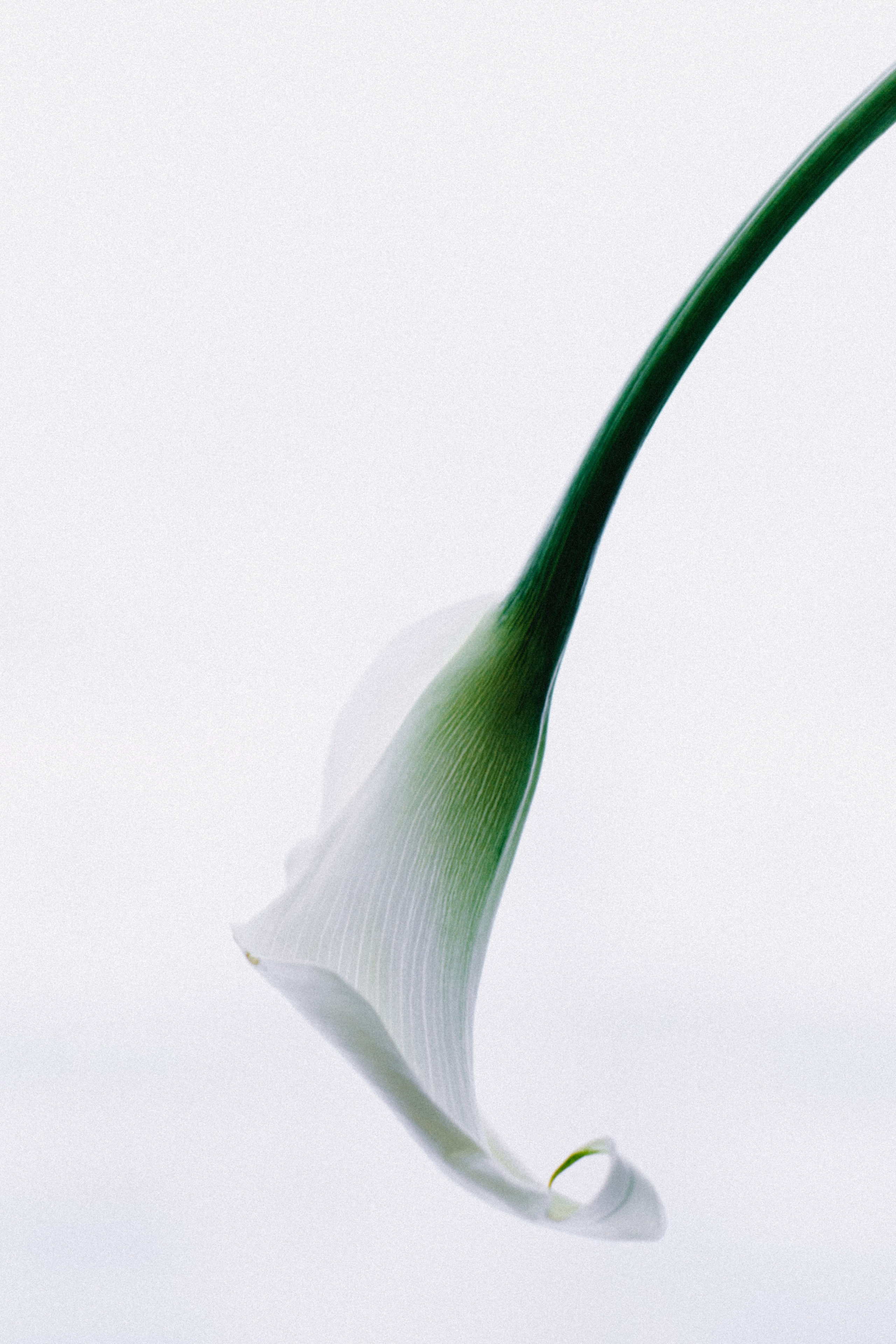 Portfolio. @beingabird.photography