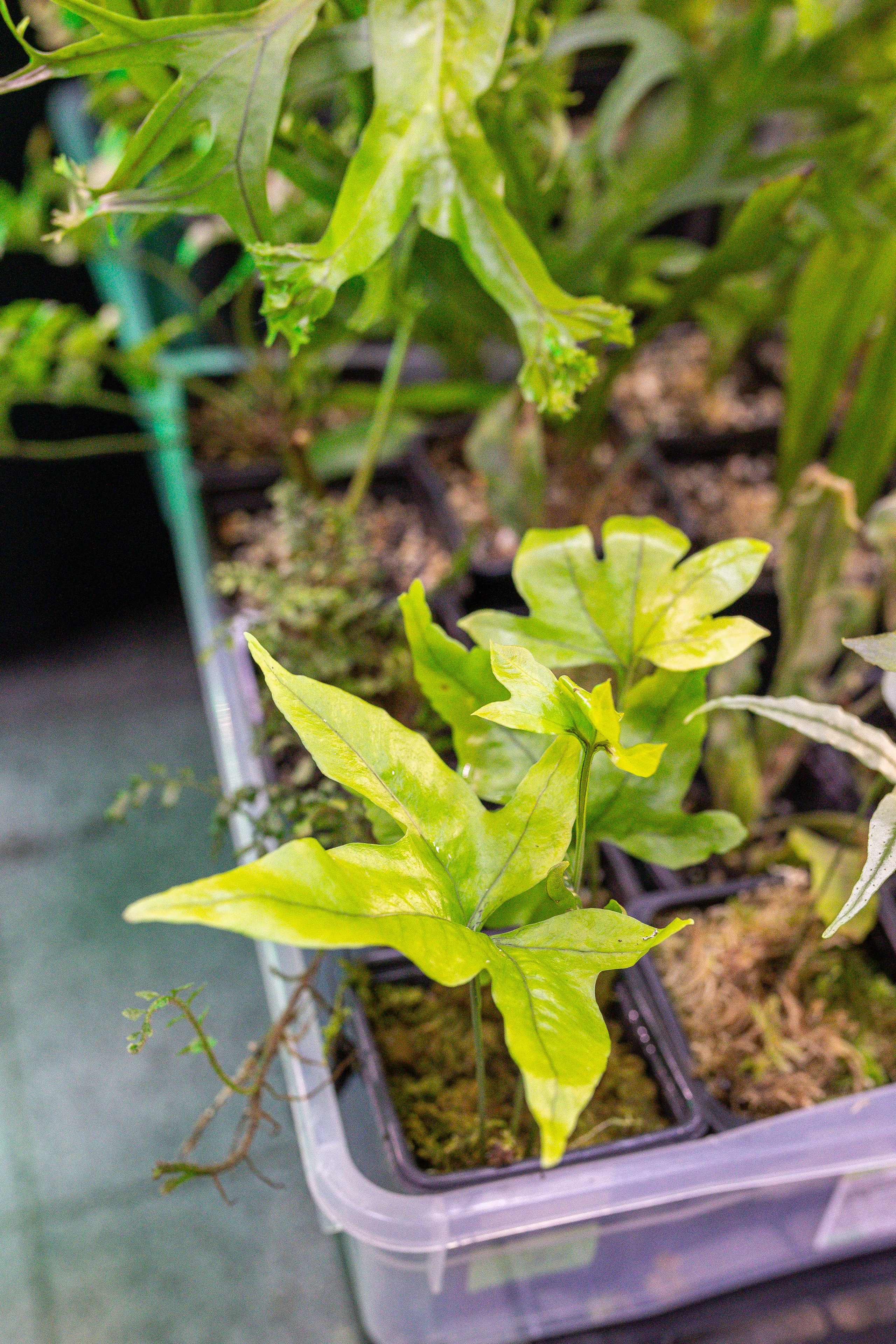 Монстериум 11–12 октября. Александра Куликова фотограф, Москва