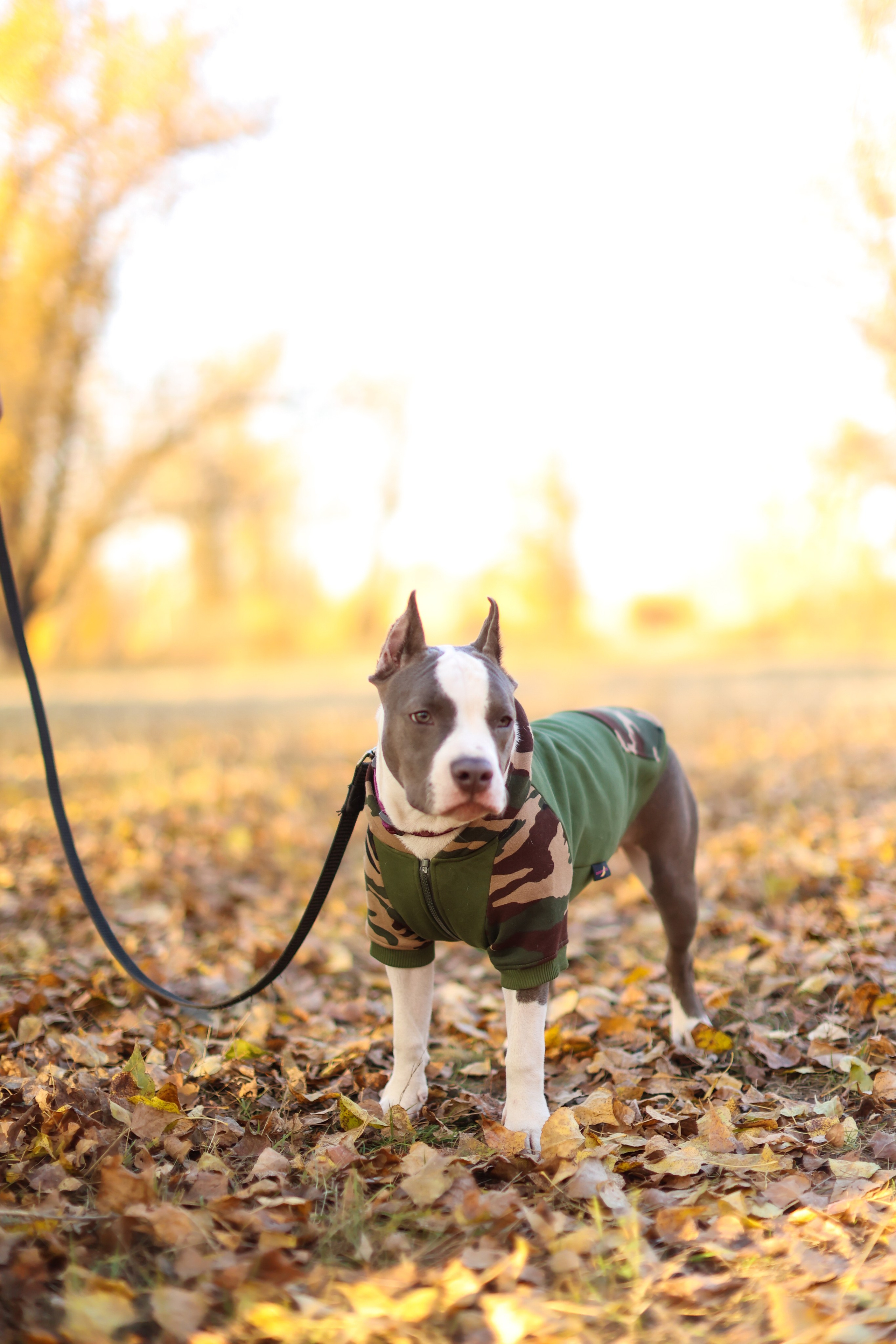 Осень. Art my Pho