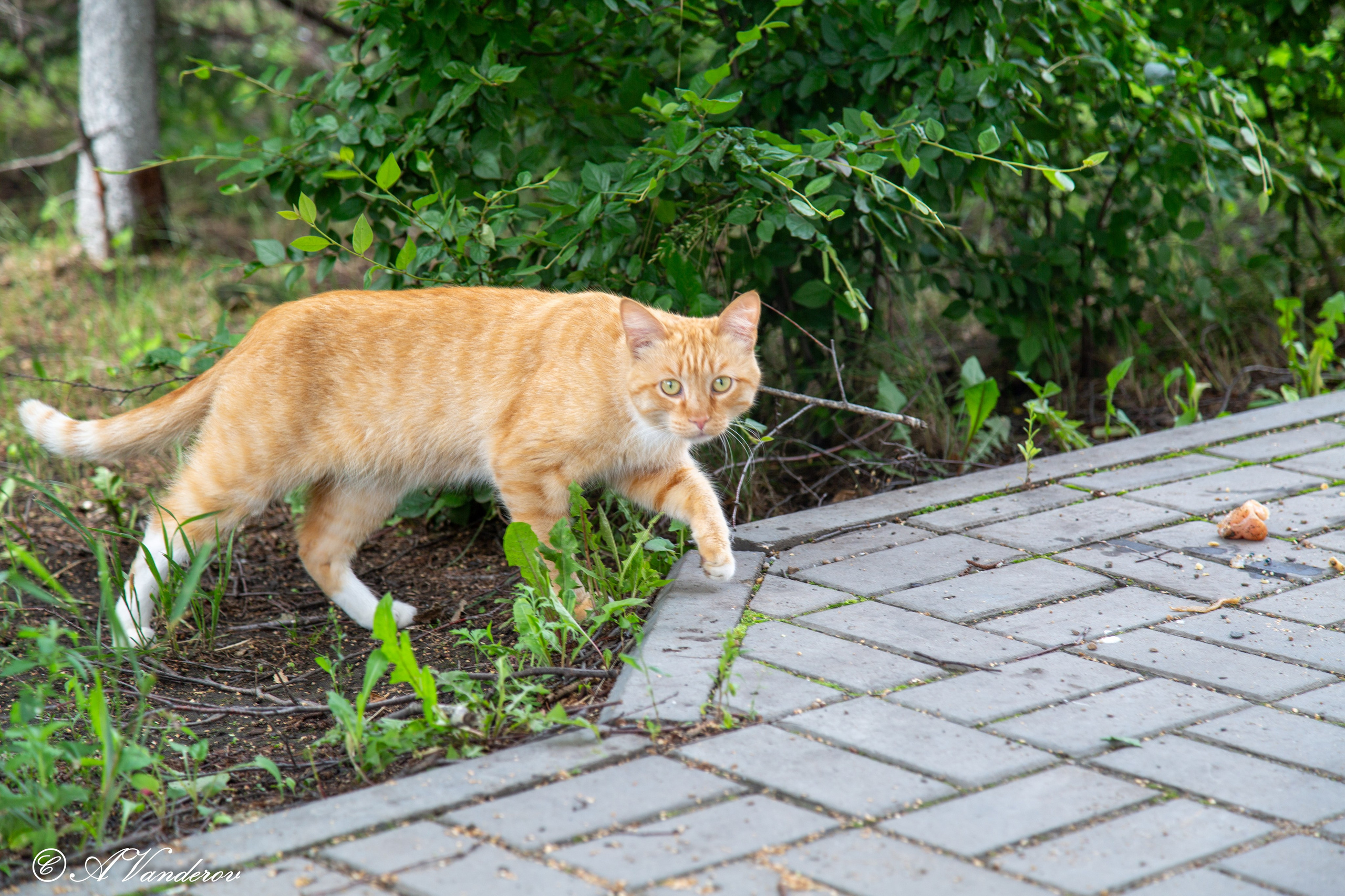 Калачинск 07.07.2024. Фотограф Омск | Александр Вандеров