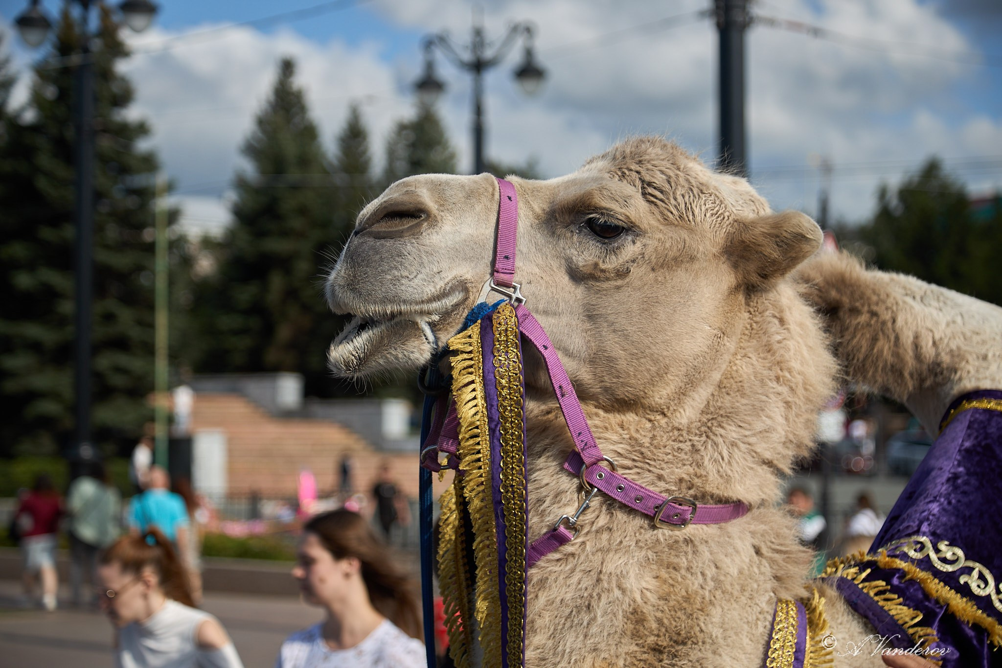 День города 2025. Фотограф Омск | Александр Вандеров
