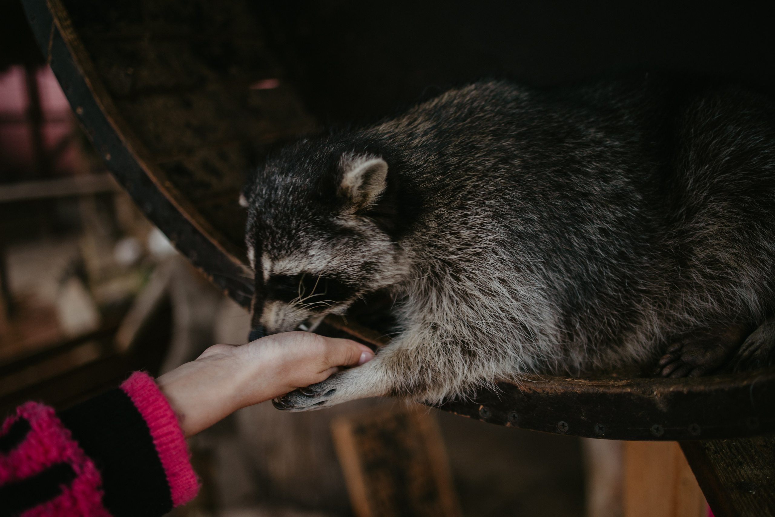 Лера 2 годика. Репортажный и портретный фотограф в Санктпетербурге. Видиосъемка мероприятий в Санкт-Петербурге
