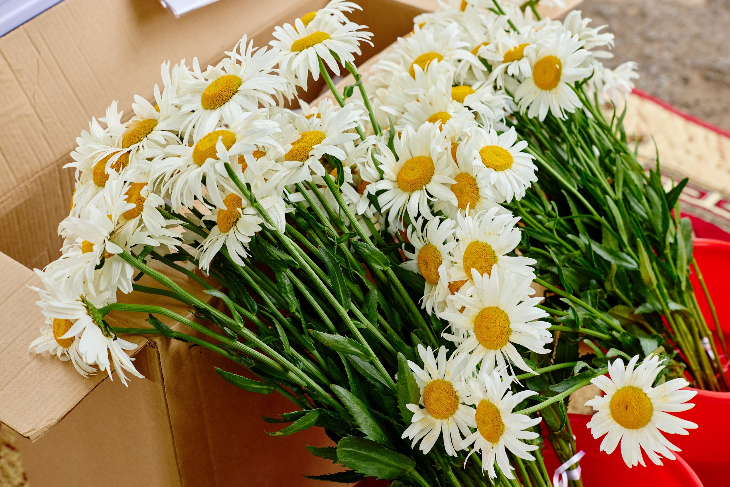 Выпускной 45 сад. Фотограф Выпускные альбомы Таганрог Сергей Коробченко