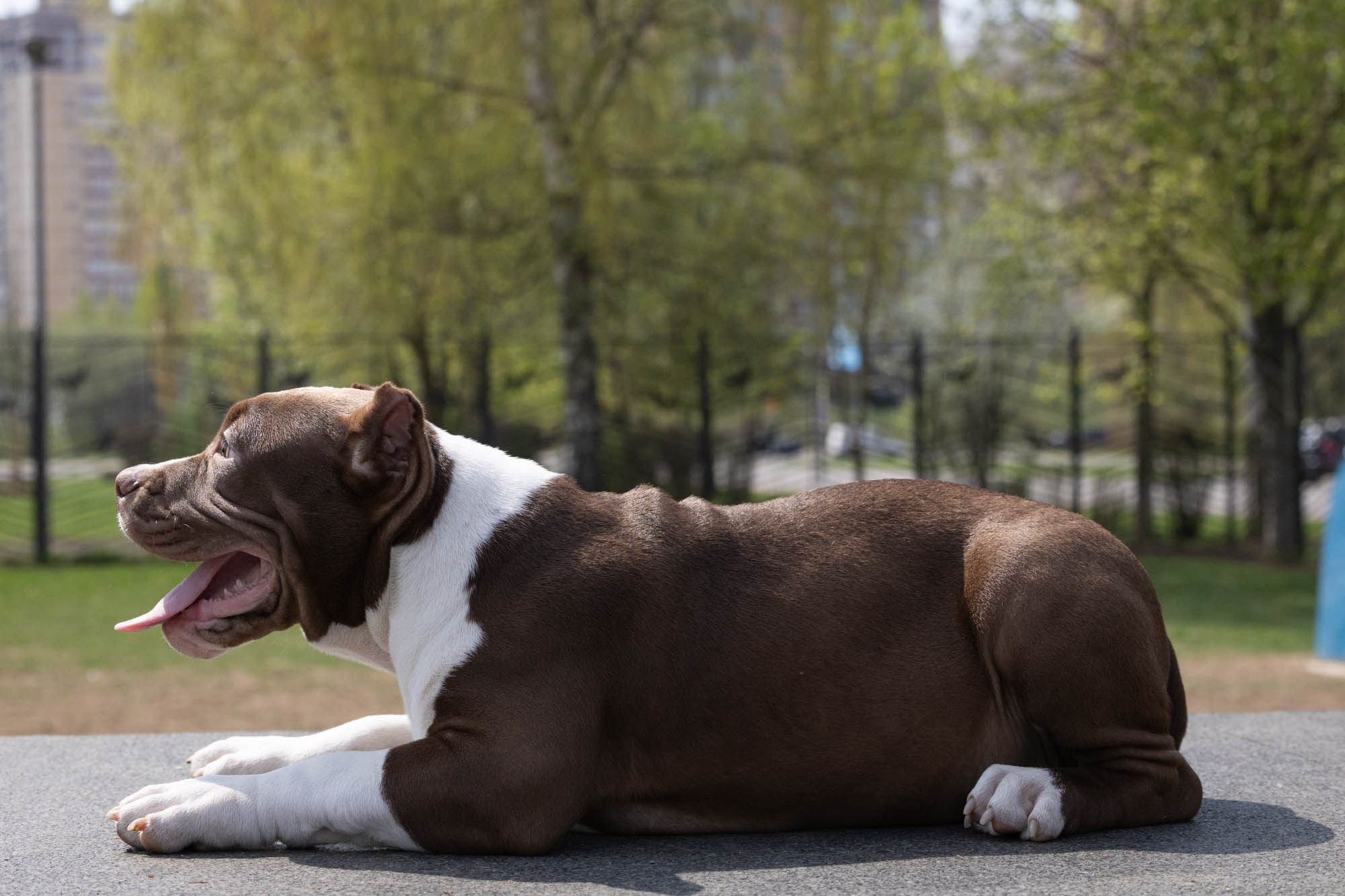 Щенки. Виктория Михайловская. Фотограф-анималист. Москва